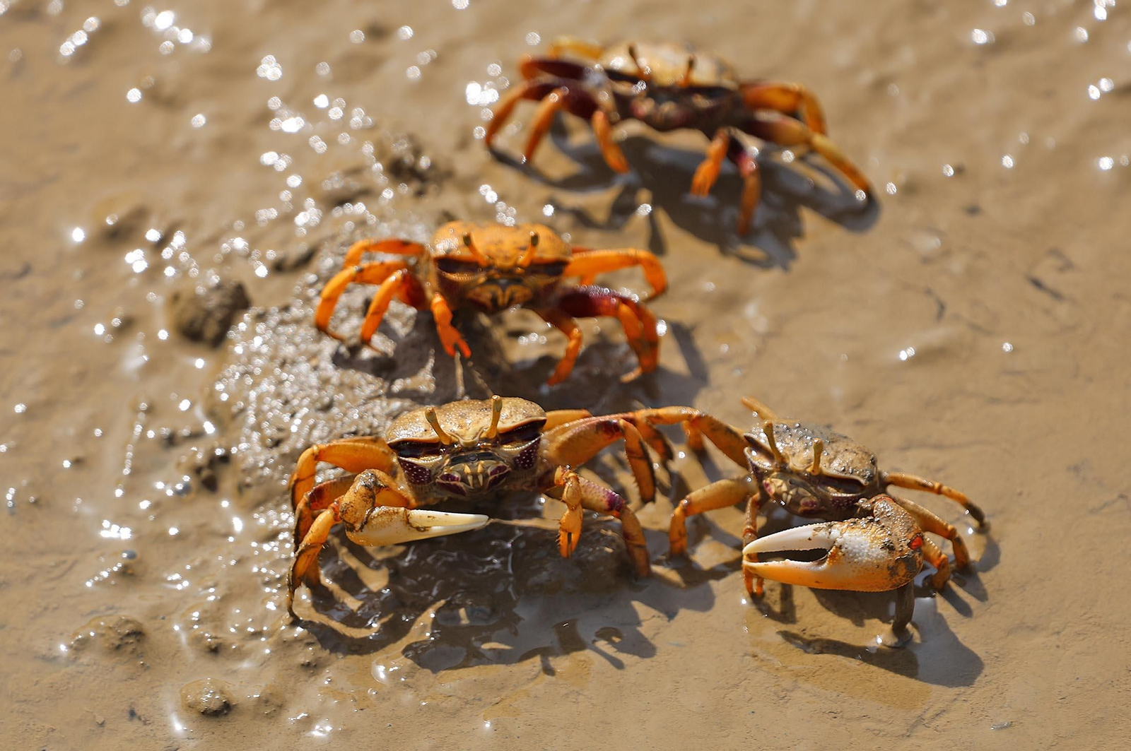 Imágenes de Marismas del Odiel, un Paraje Natural en la confluencia de las desembocaduras de los ríos Tinto y Odiel