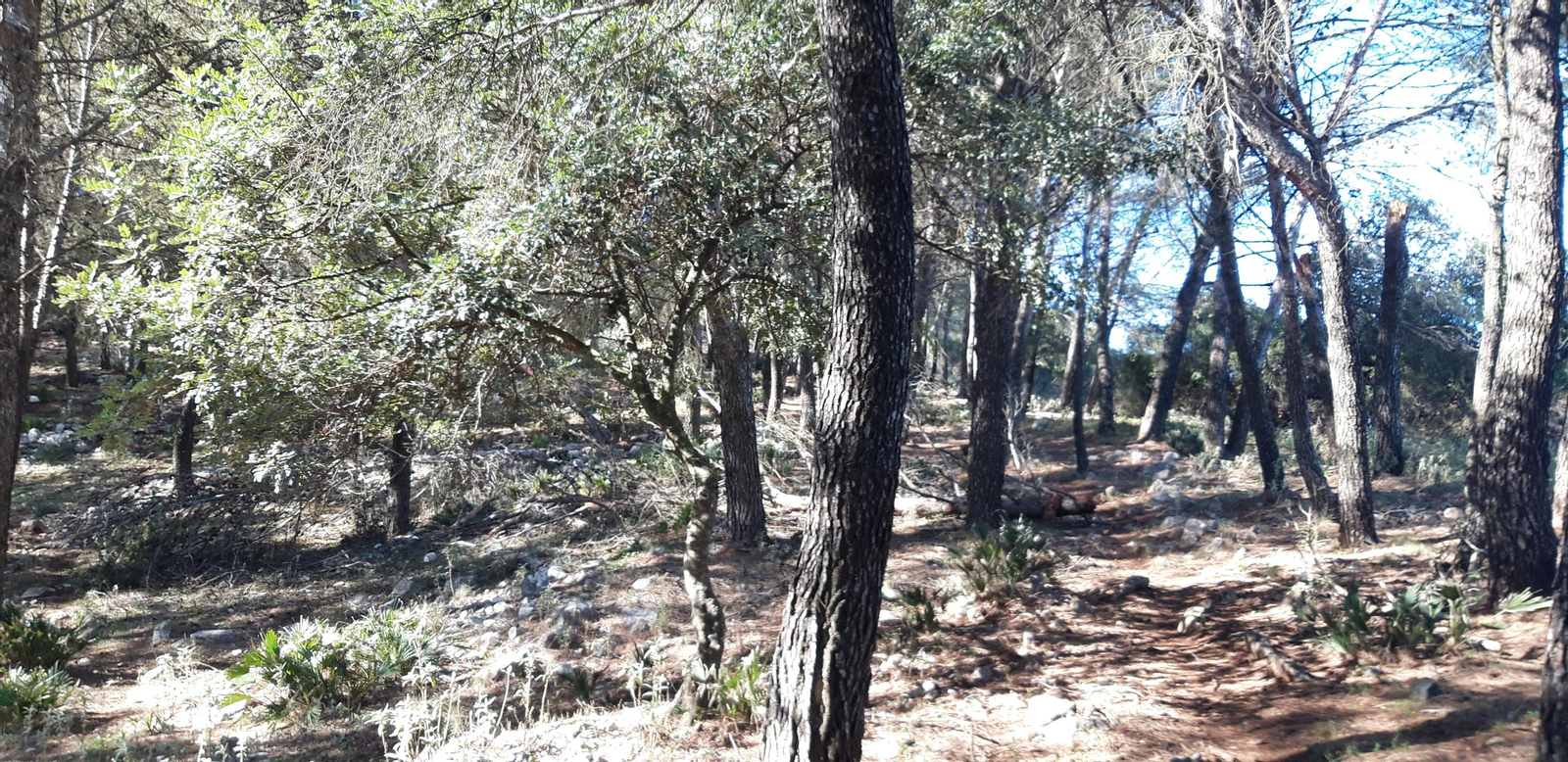 Las fotos de la ruta del castillo de Cote, en Montellano