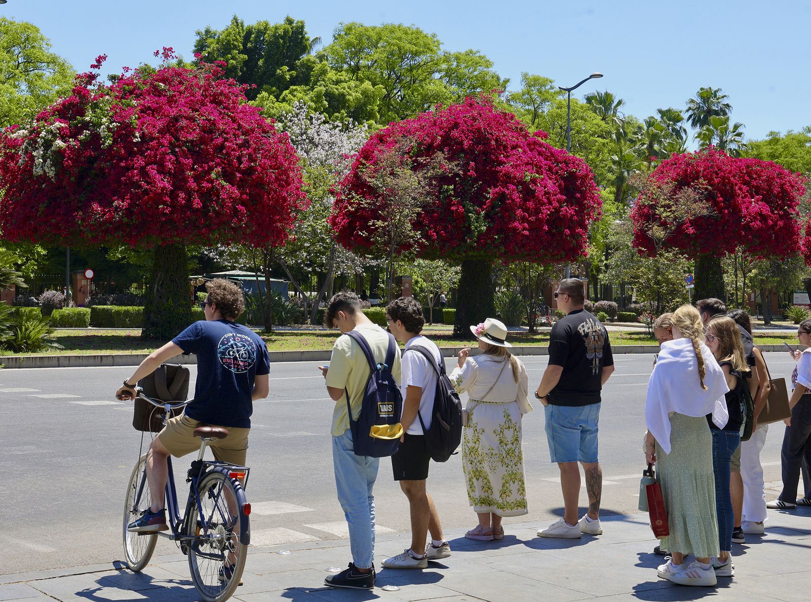 La buganvilla, la otra flor de Sevilla