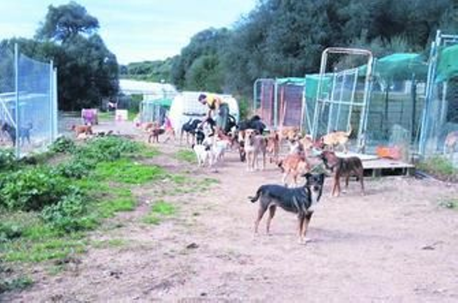 Imagen reciente de algunas de las instalaciones de Melampo, con varios perros y un voluntario.