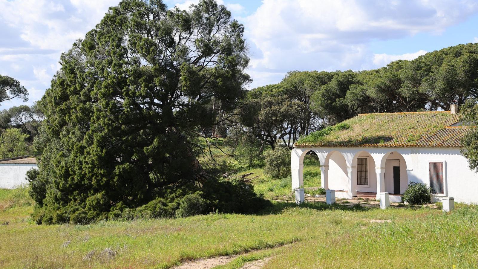 El pino de Fuentepiña, arrancado tras el paso de un tornado.
