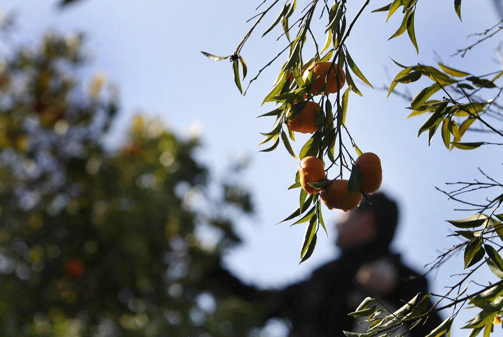 Recogida de la naranja.
