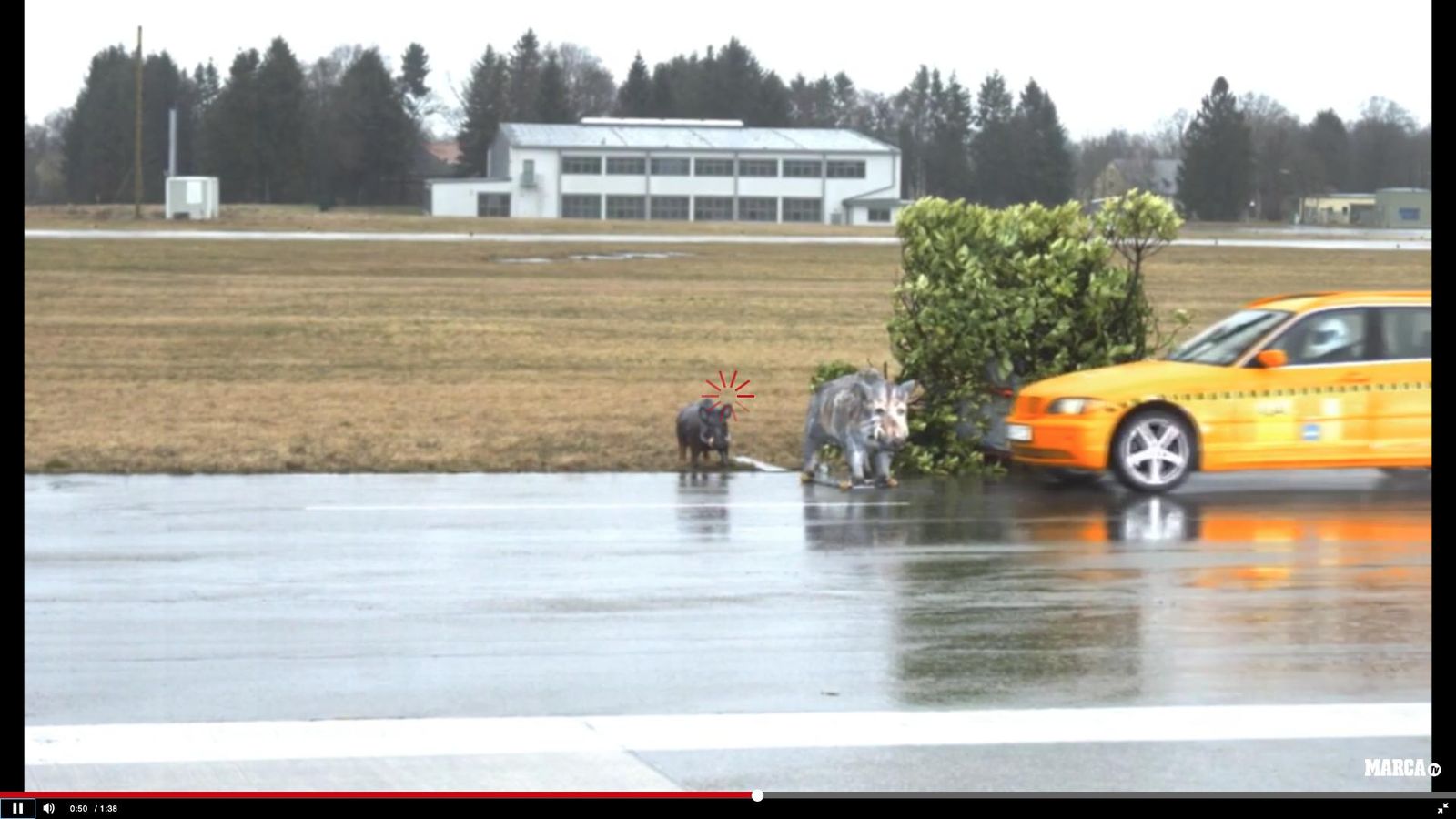 Cómo actuar en el atropello de un animal