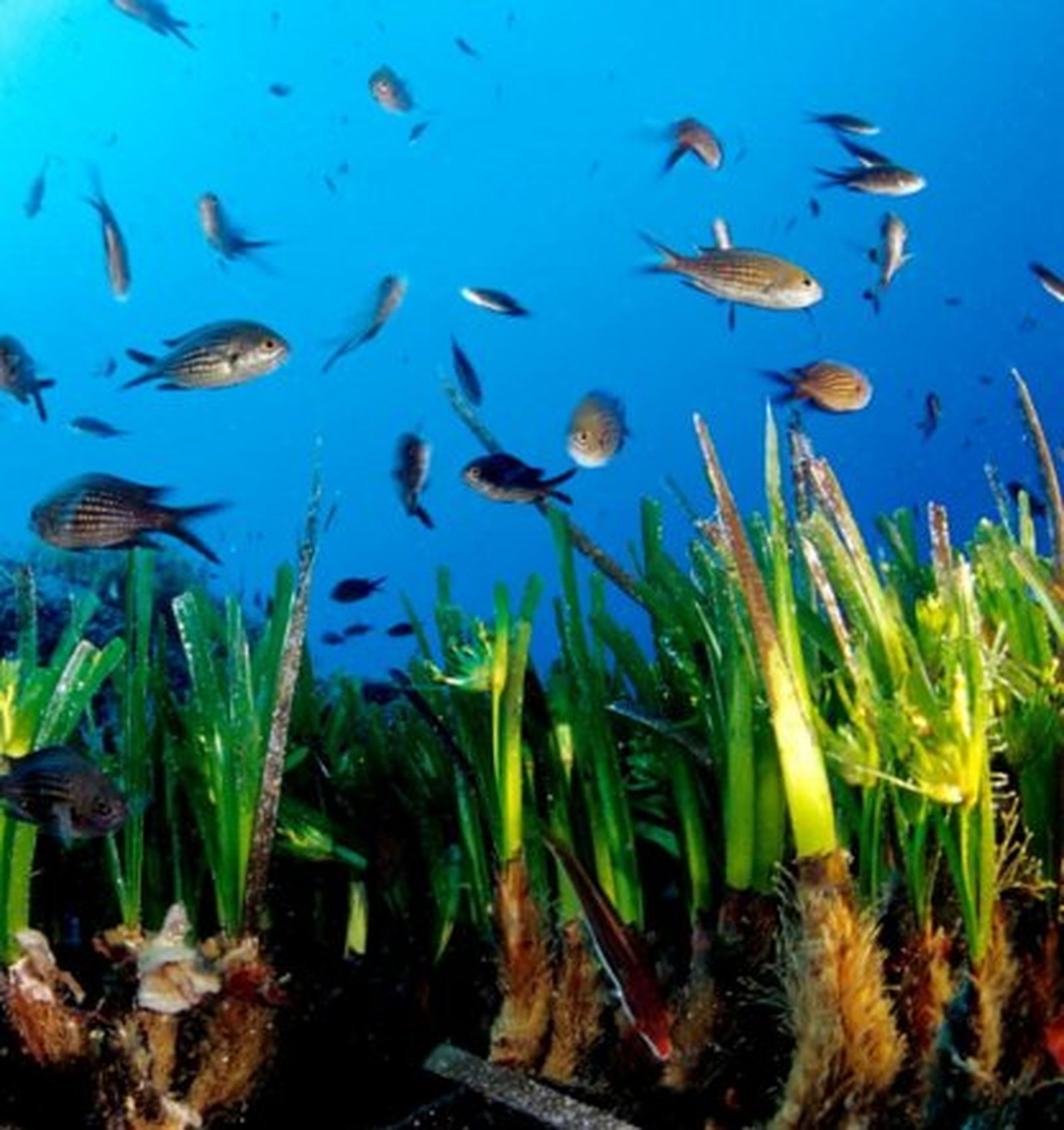 Hallan en España la especie más longeva del planeta