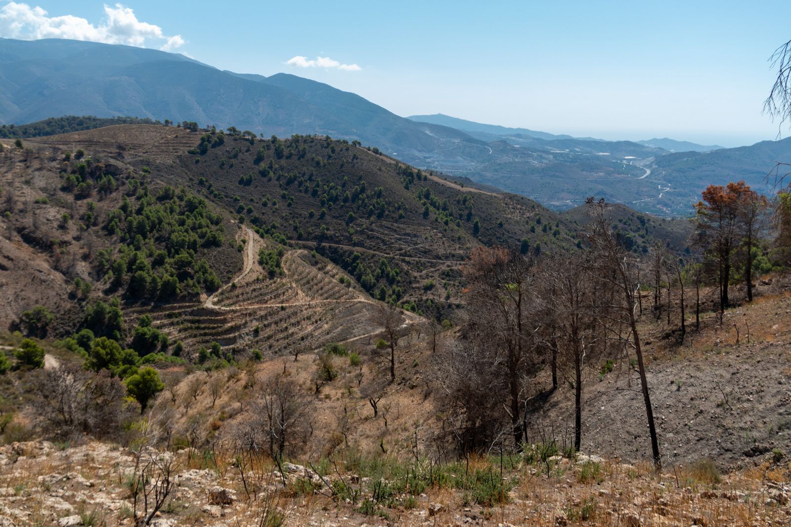 Reforestación y nuevos brotes: el horizonte tras las obras de emergencia después del incendio forestal de Los Guájares