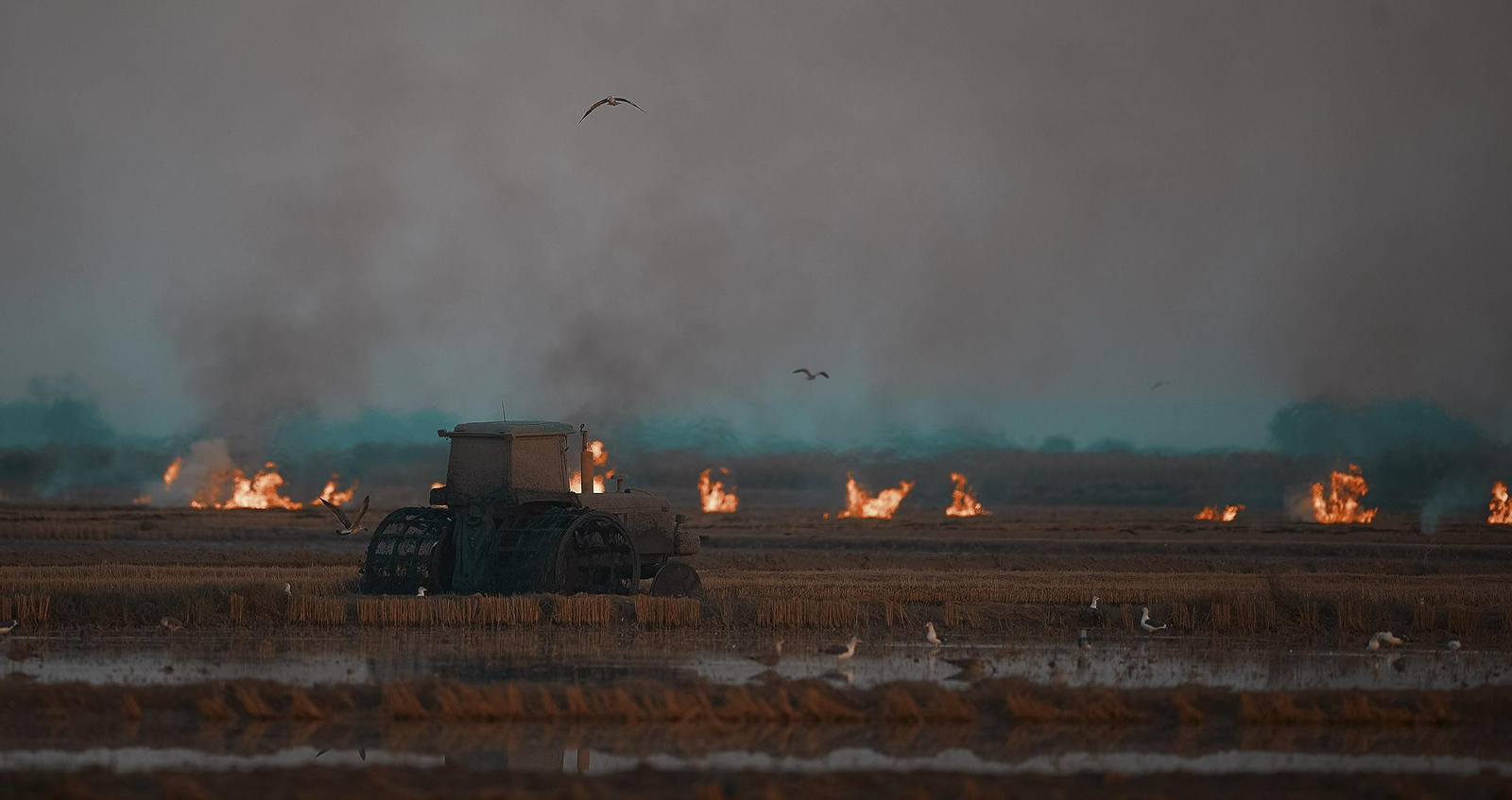 Labores después de la cosecha en las tablas de arroz de las Marismas del Guadalquivir