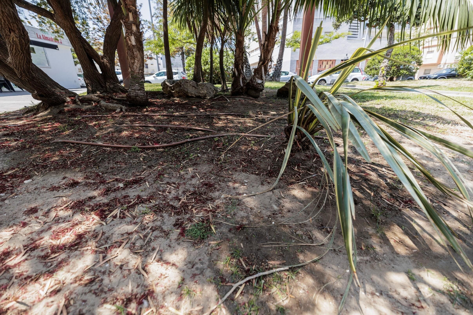 Las zonas verdes menos verdes de la ciudad de Cádiz