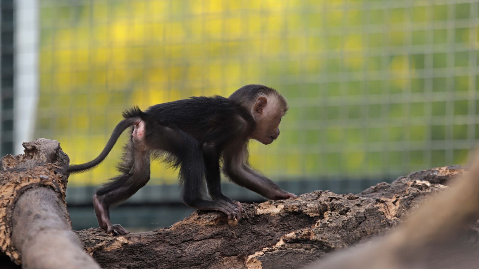 Fotos de los macacos de cola de león del zoo de Castellar