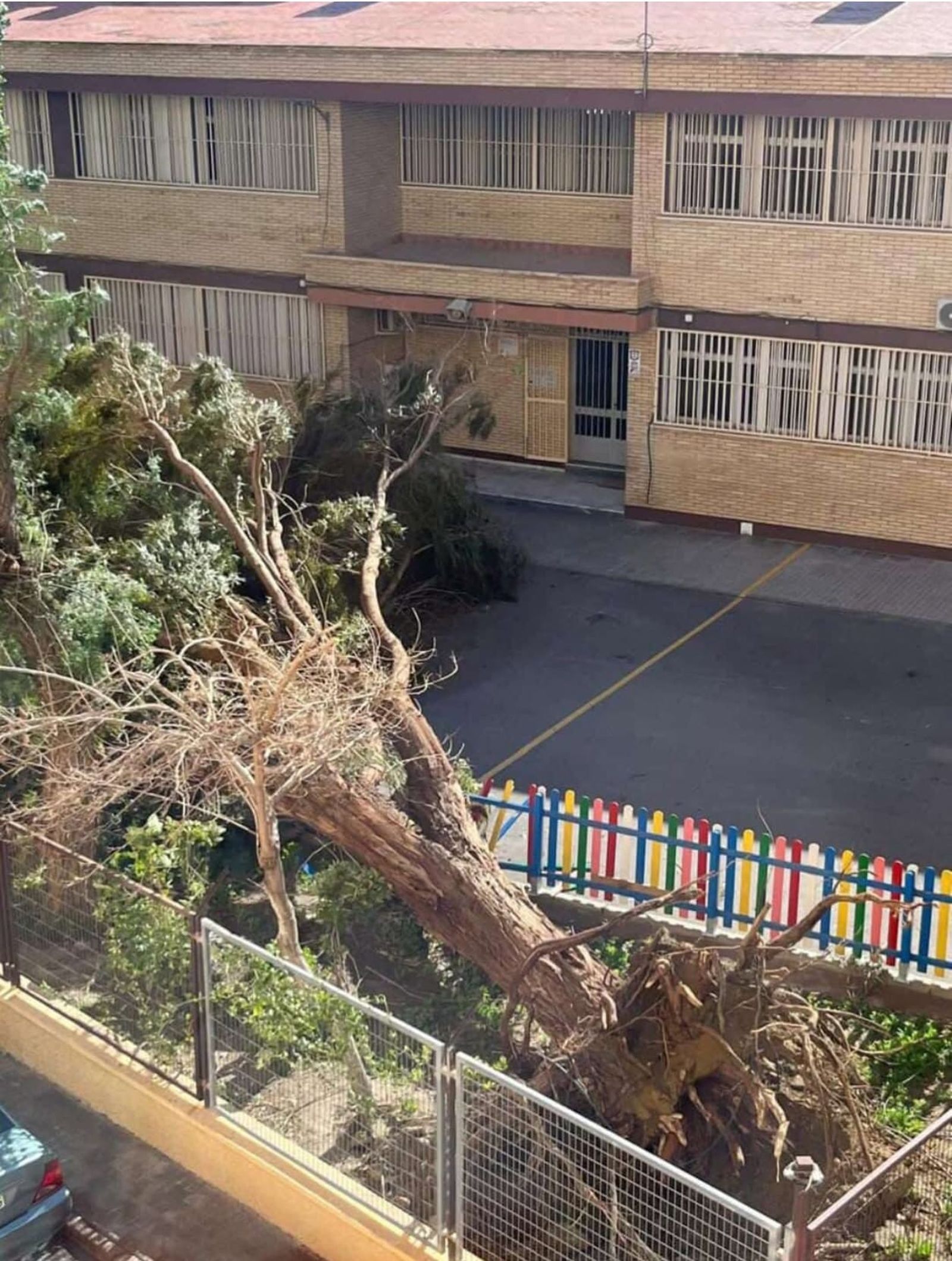 Un árbol caído en el patio de un colegio de Huércal de Almería.