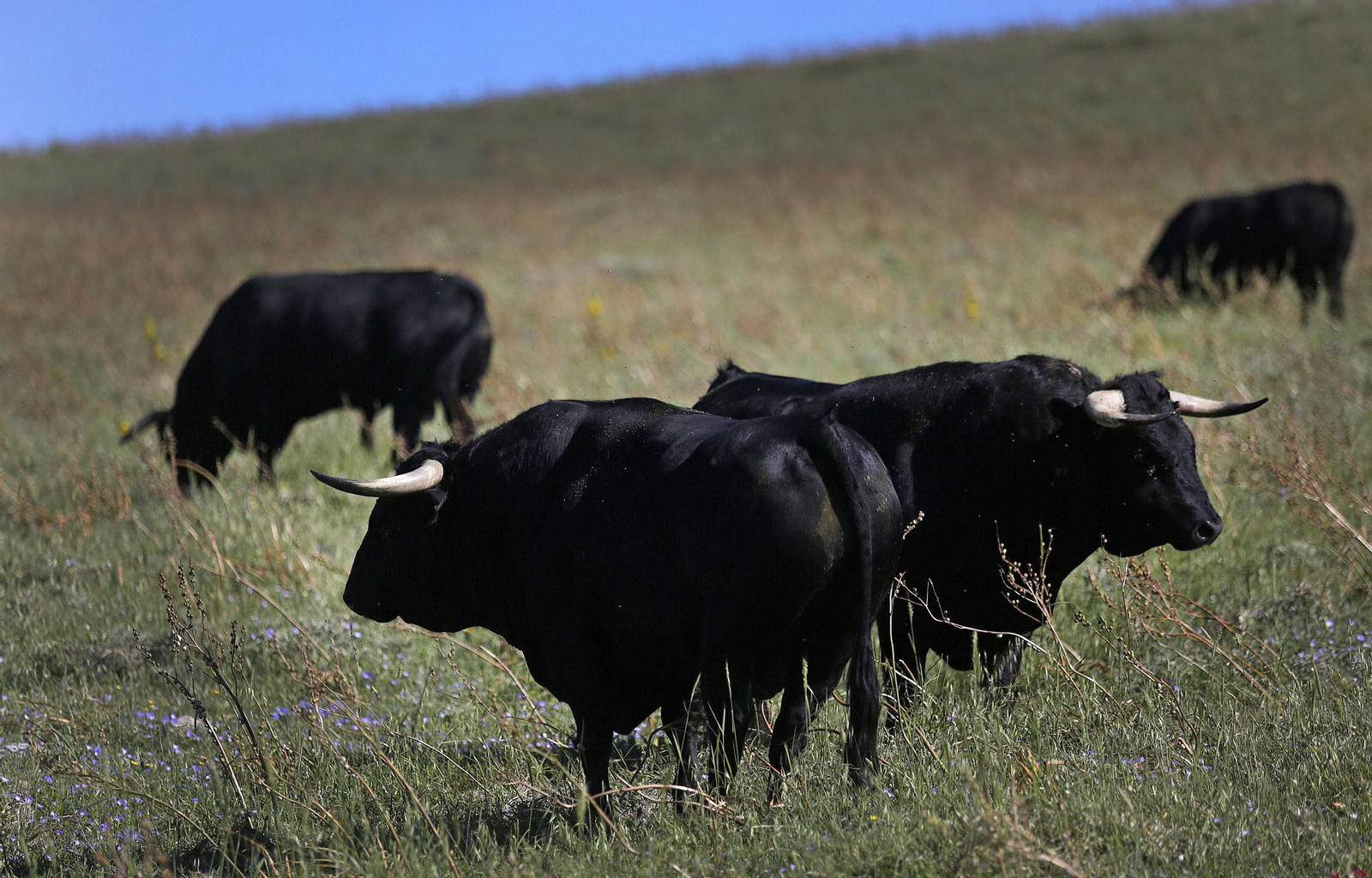 Mas cornadas da el virus, visita a la ganadería de Nuñez La Palmosilla