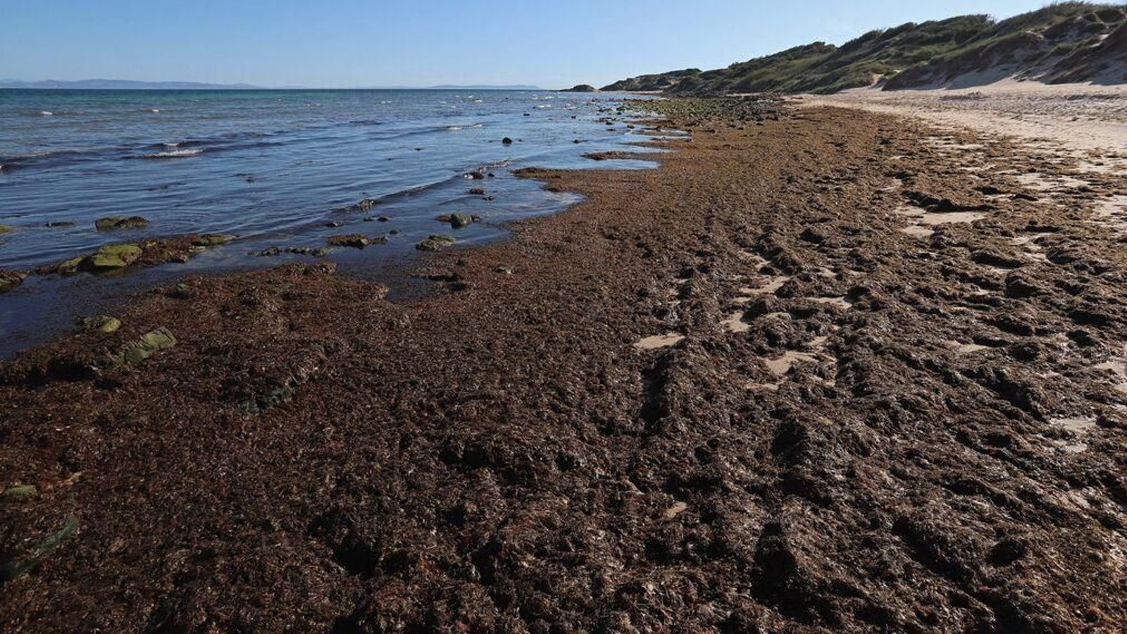 El alga invasora, en el litoral de Tarifa.