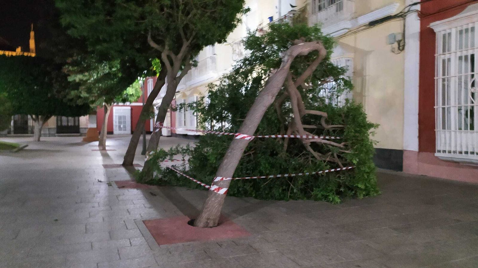Árbol derribado en la Alameda por el viento.