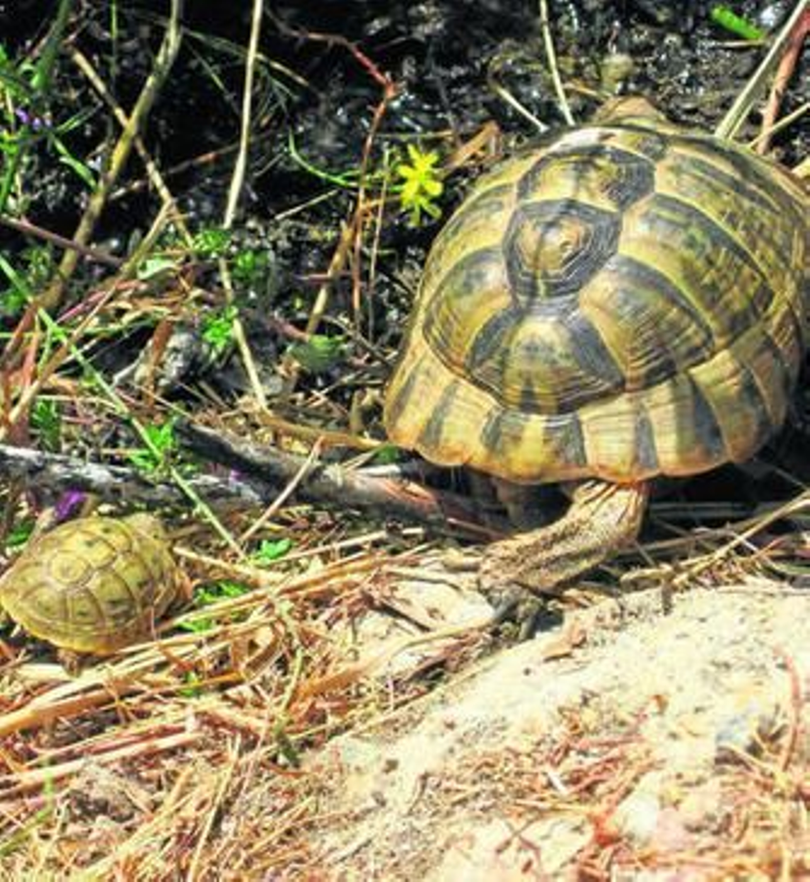 Una tortuga mora con su cría se pasea en libertad por Sierra Cabrera.
