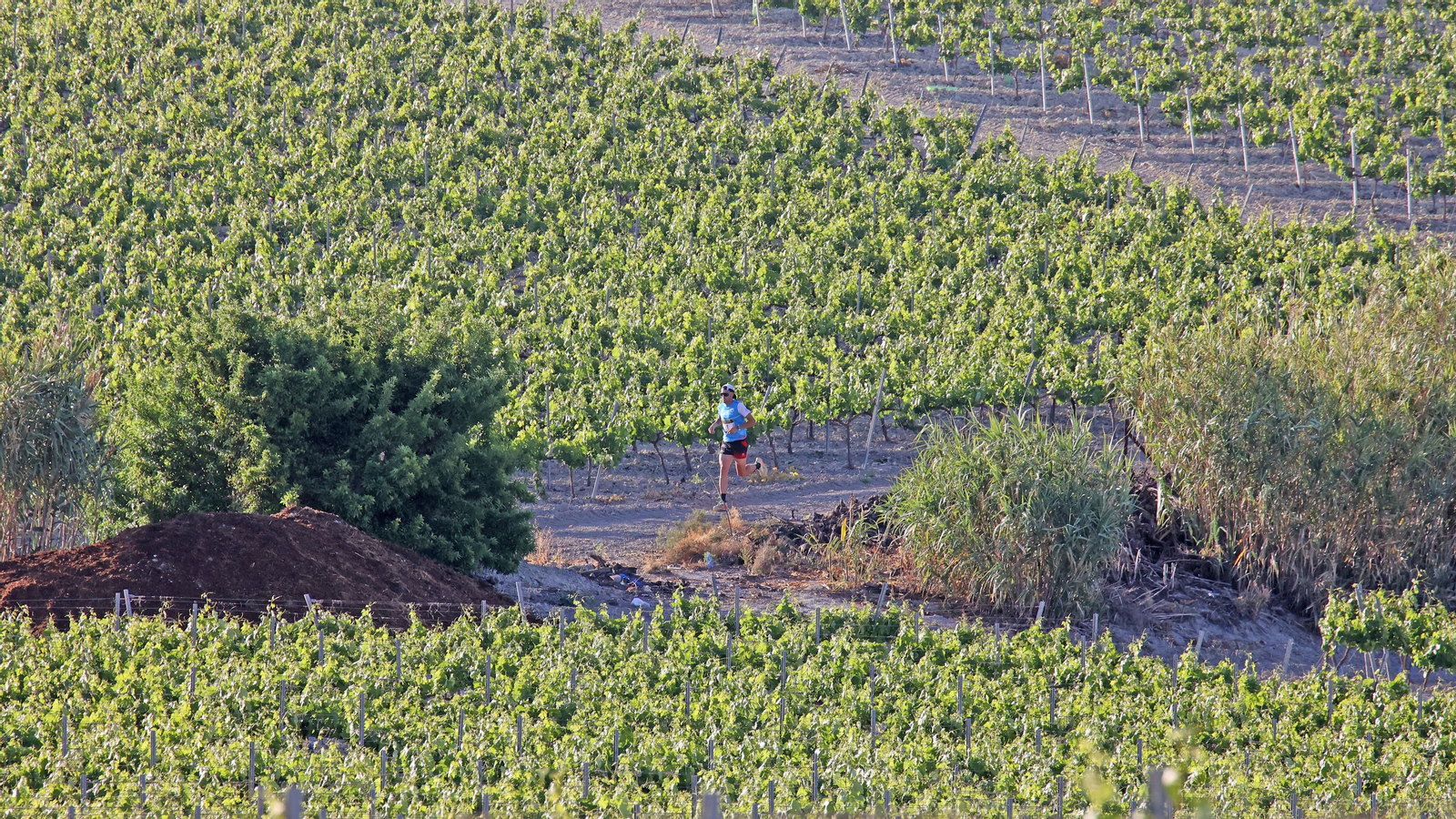 VI Sherry Maratón Jerez