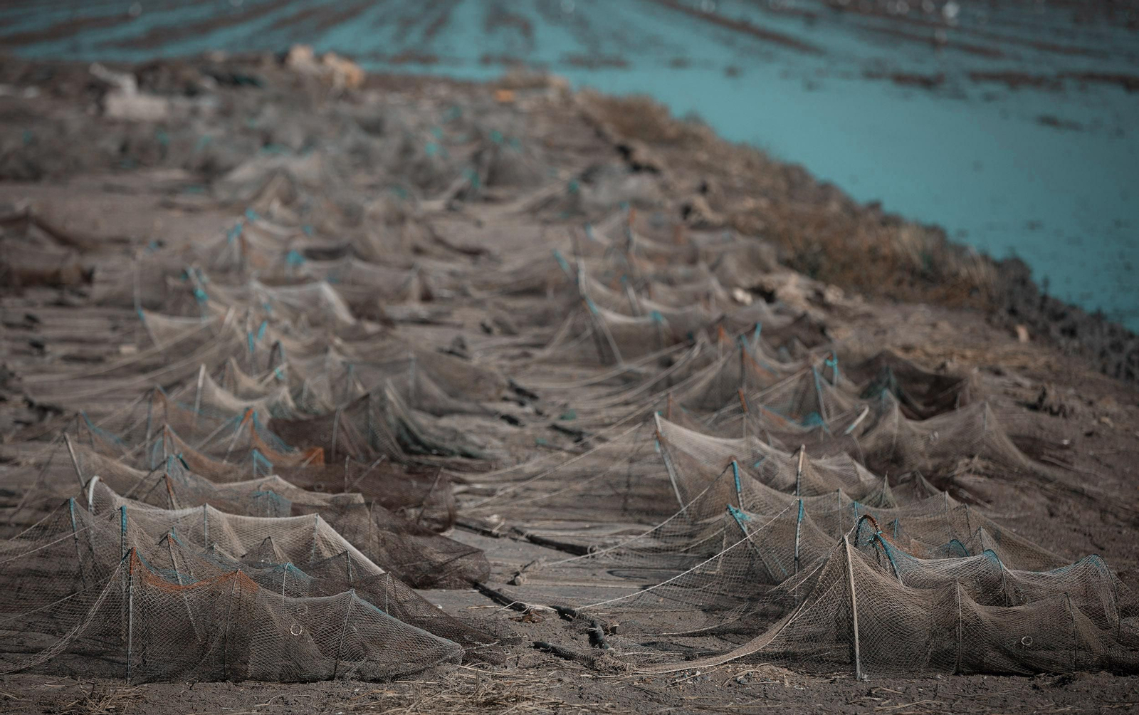 La ruta del arroz, en imágenes