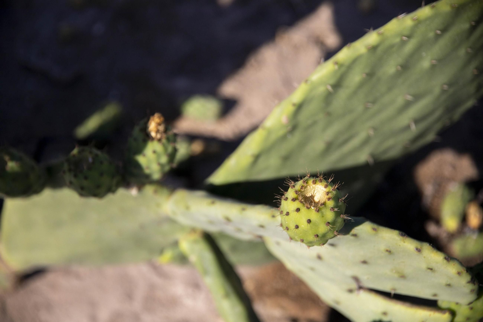Plantación de chumbos de Níjar