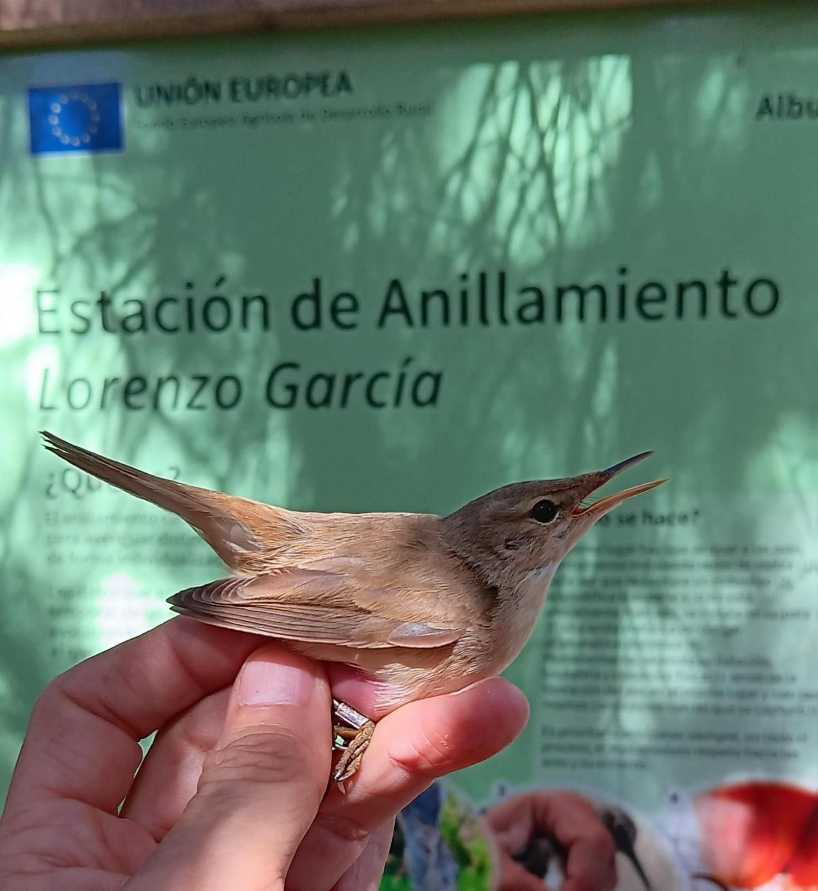 Uno de los ejemplares anillados durante la jornada. Uno de los ejemplares anillados durante la jornada.