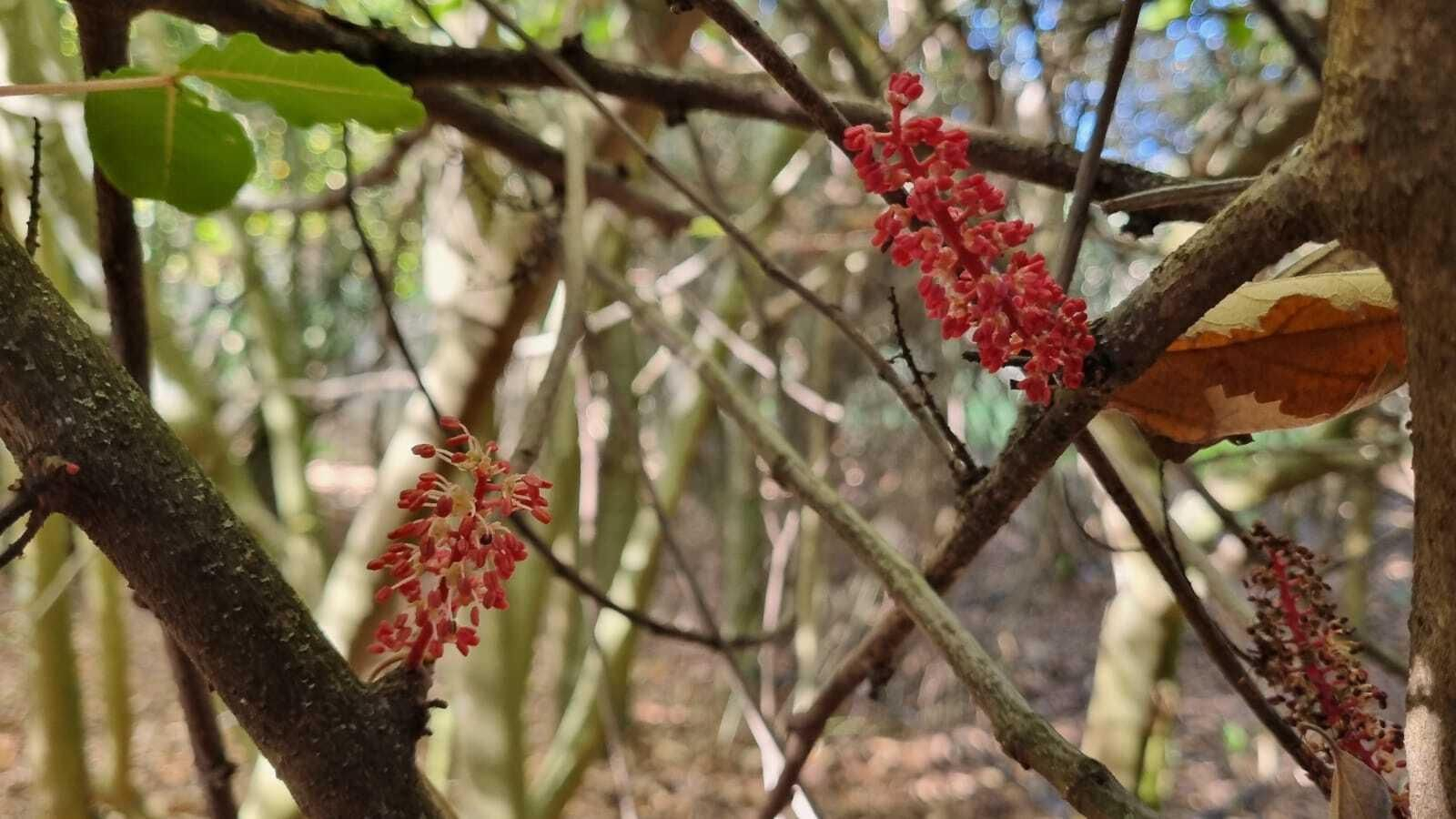 Un paseo en fotografías por el Bosque Encantado de Hornachuelos