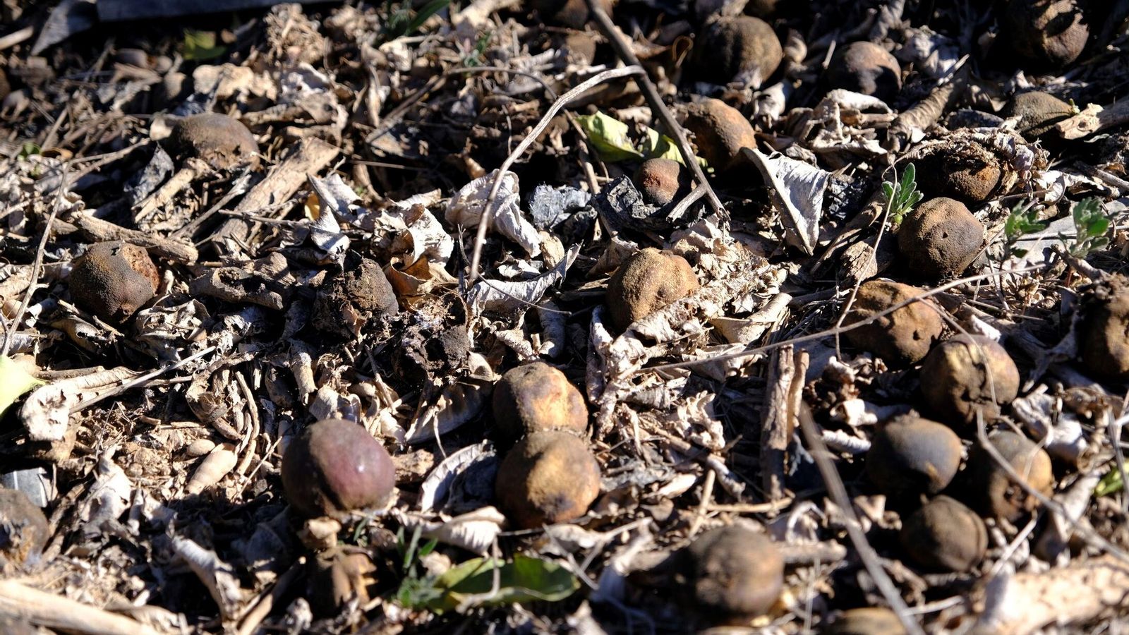 Limones de la pasada campaña abandonados.