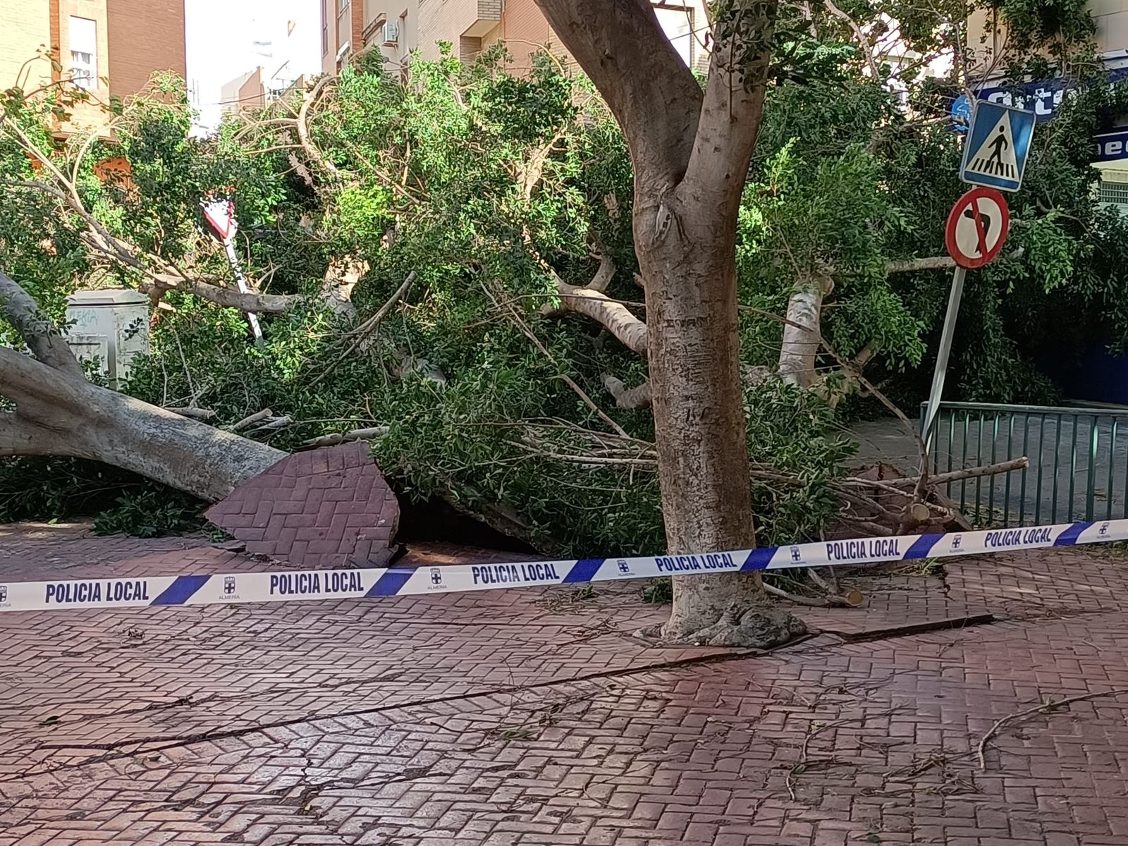 Árboles caídos junto a la Bola Azul.