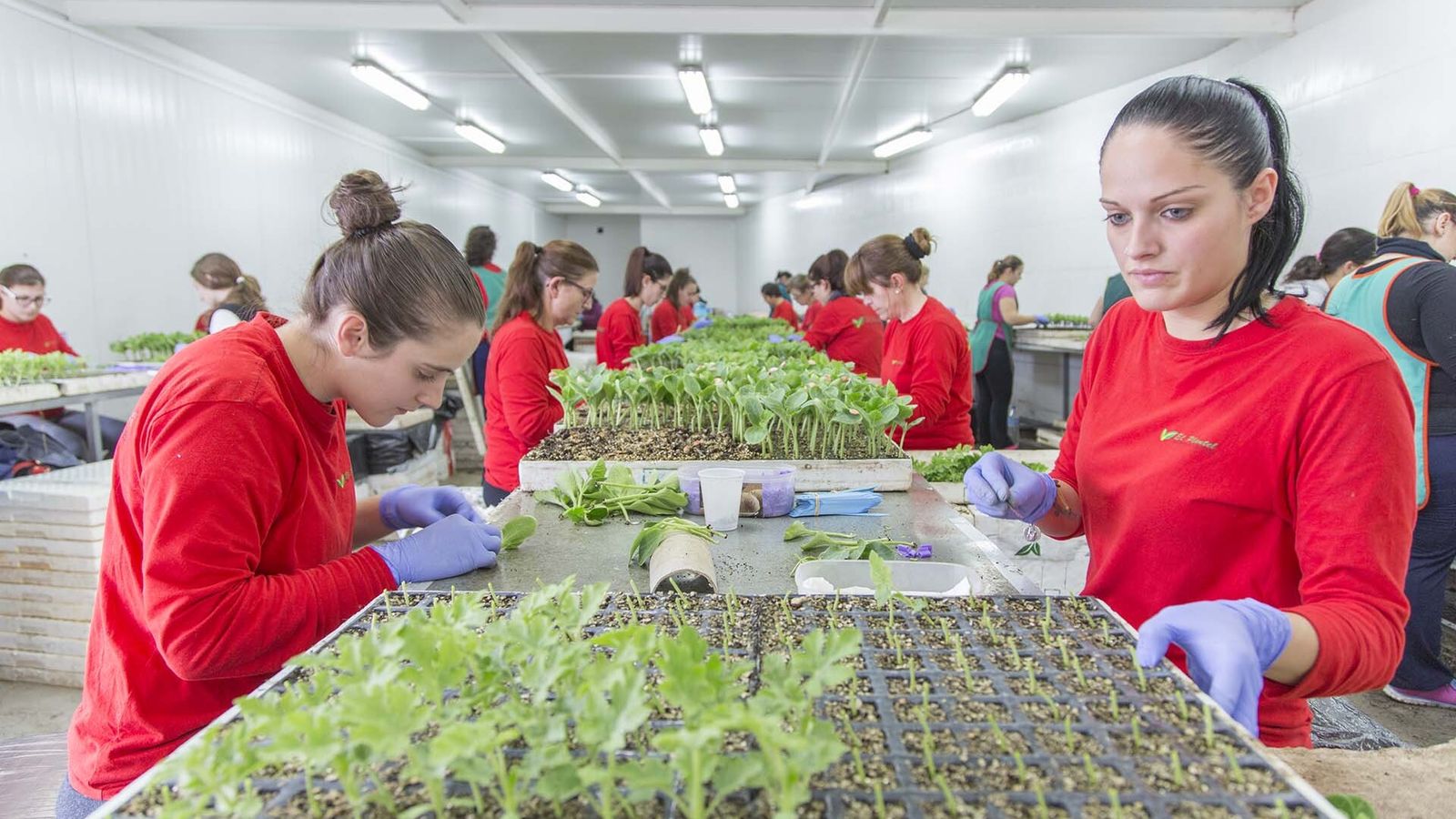 Los semilleros se encuentran a pleno rendimiento germinando semillas y preparando las plántulas, para su trasplante en los invernaderos.