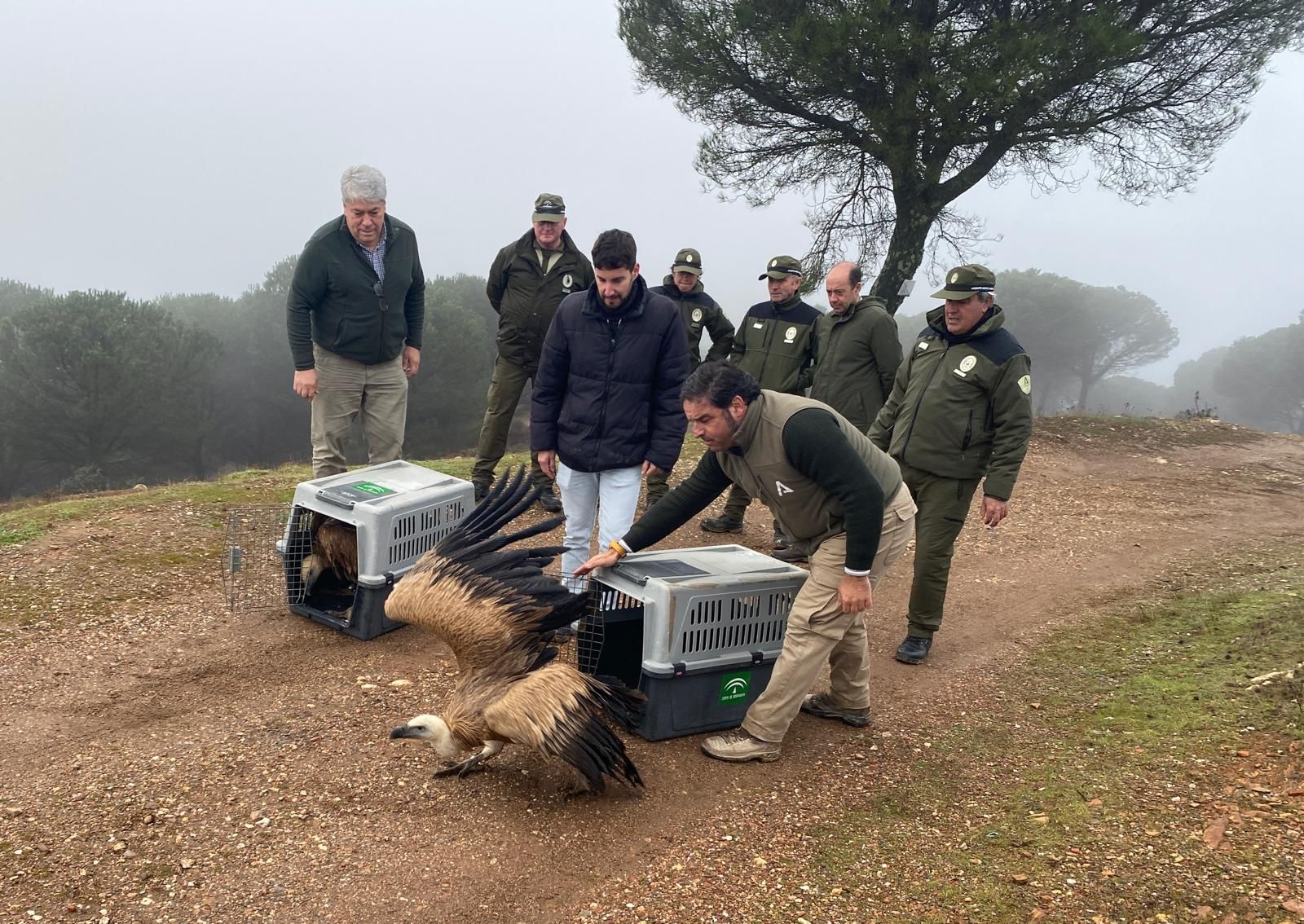 Pedro Yórquez soltando los ejemplares de buitre leonado en la Torre El Centinela.