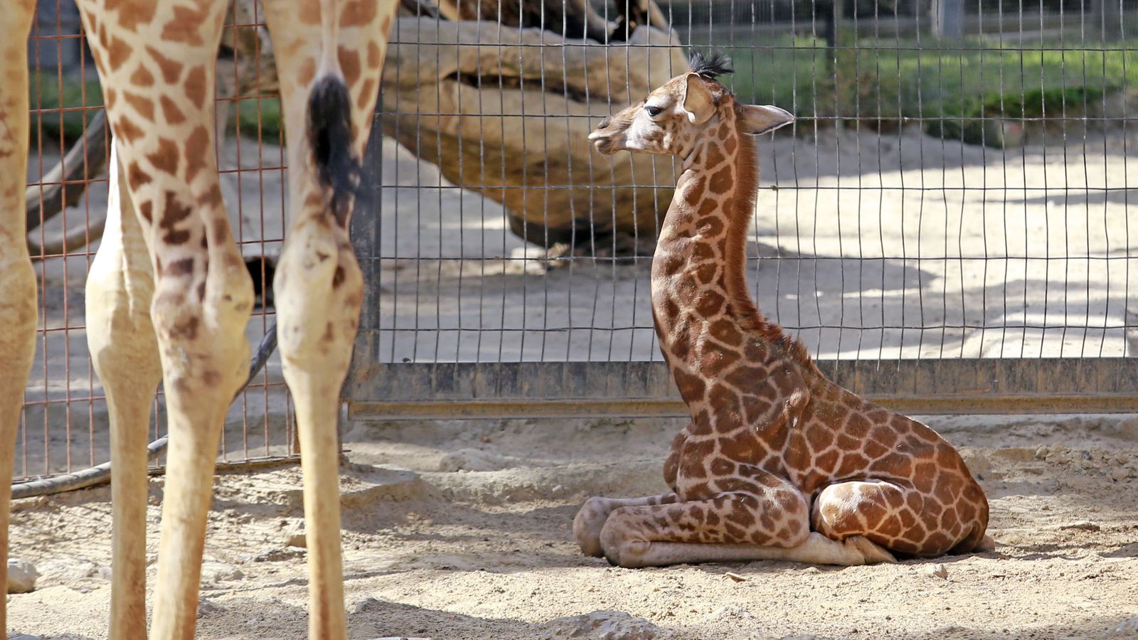 Reapertura del Zoo de Jerez