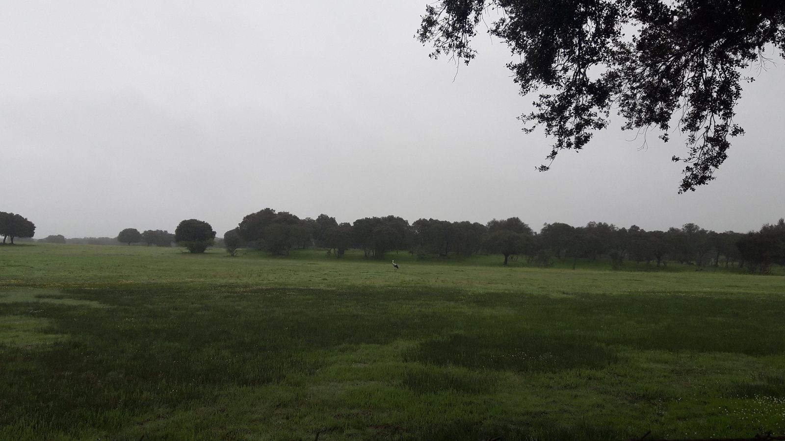 La etapa es larga y solitaria. La dehesa dará paso a extensas praderas en algunas ocasiones.