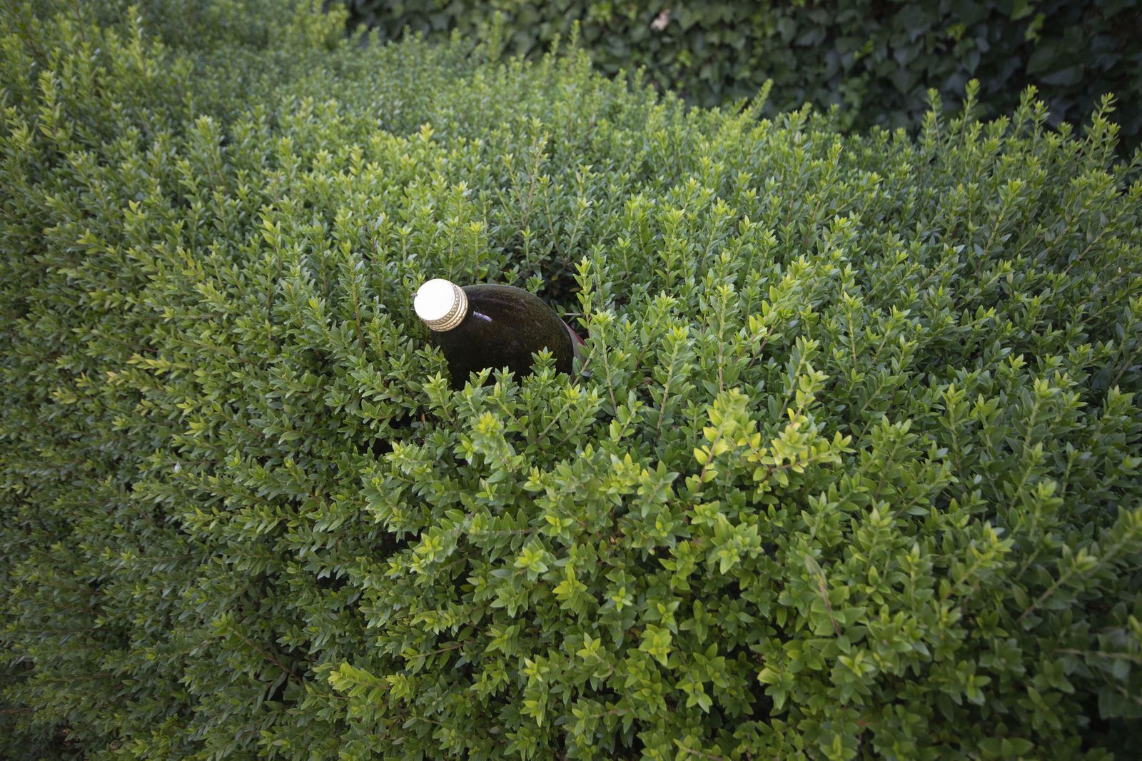 No es la cerveza-Homer Simpson, es simple guarrería