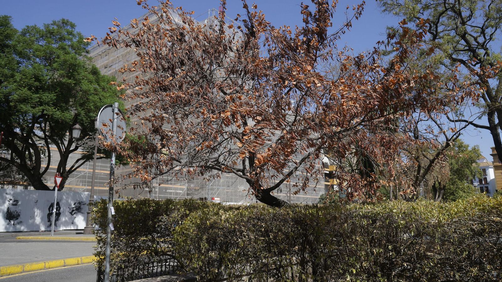 Otro de los árboles secos de la Plaza de la Concordia, junto a los juegos infantiles y a la antigua Comisaría de la Gavidia en obras.