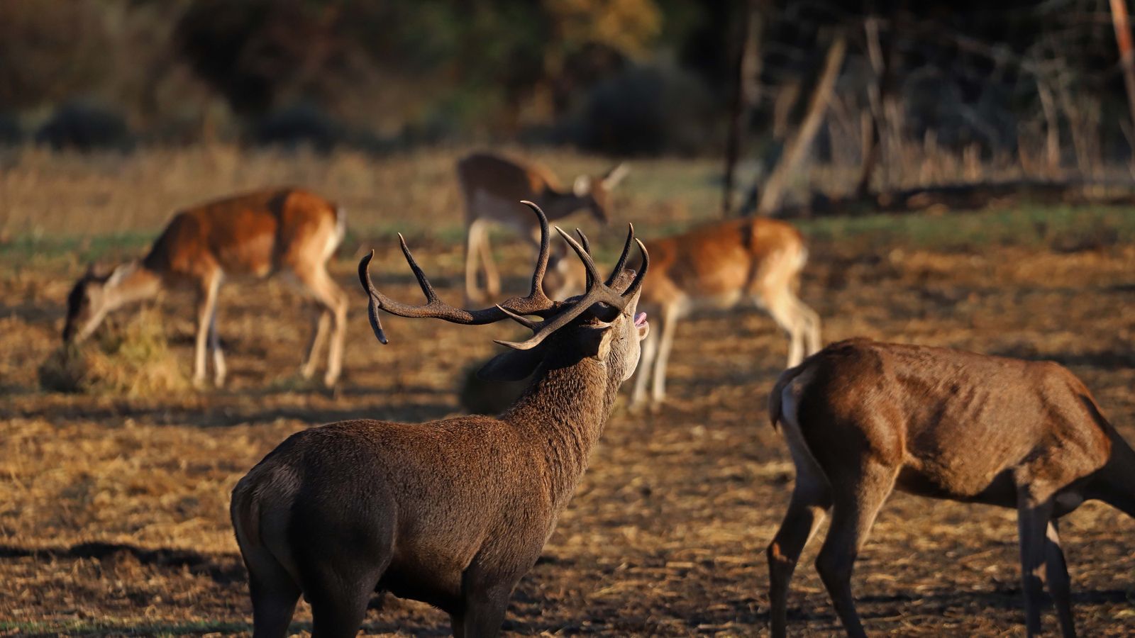 Fotos de la berrea en el Campo de Gibraltar