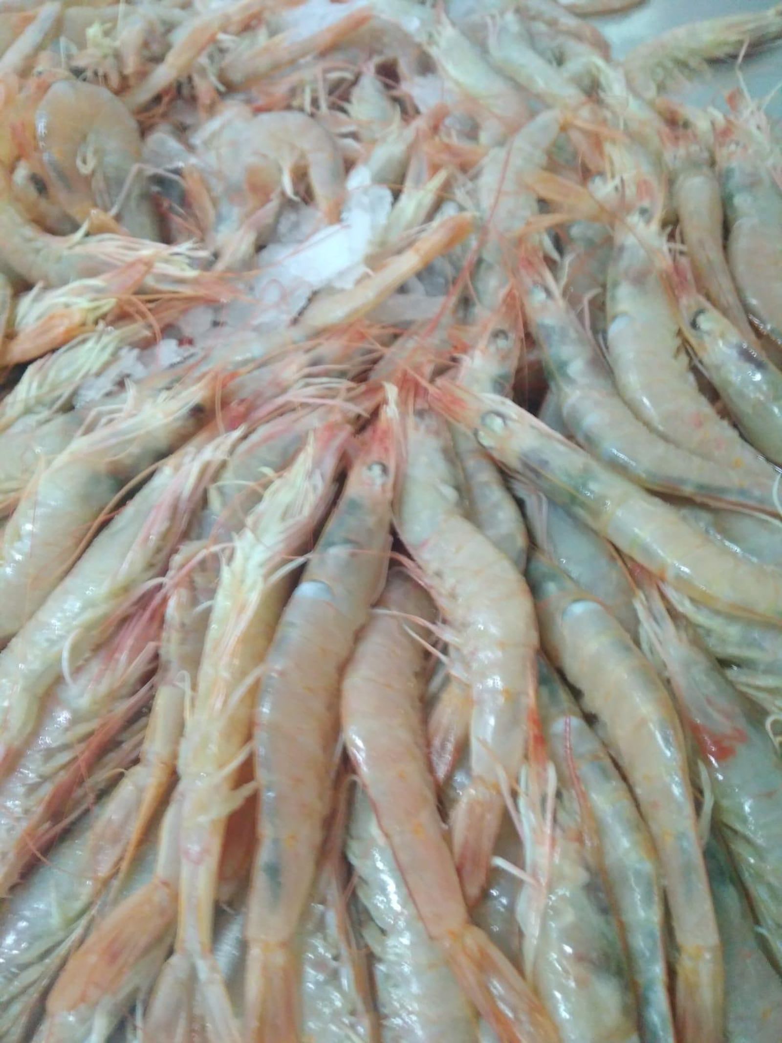 Los mejores productos.