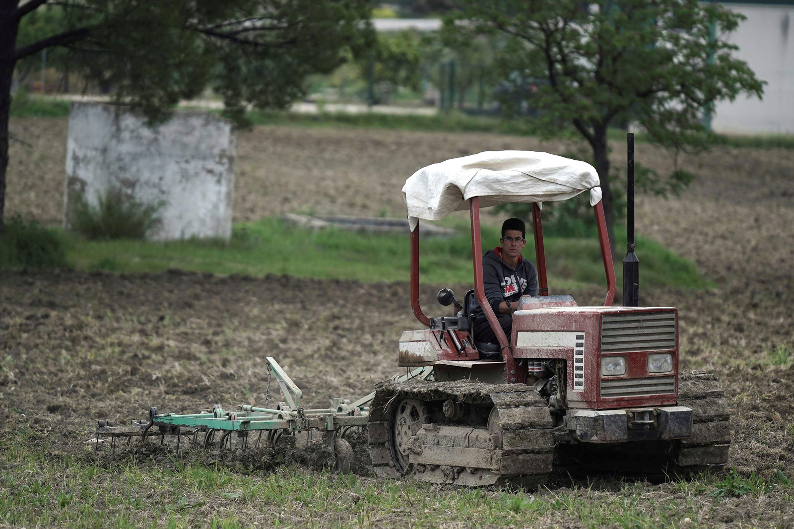 Un agricultor trabaja en una plantación de ajos en Montalbán.