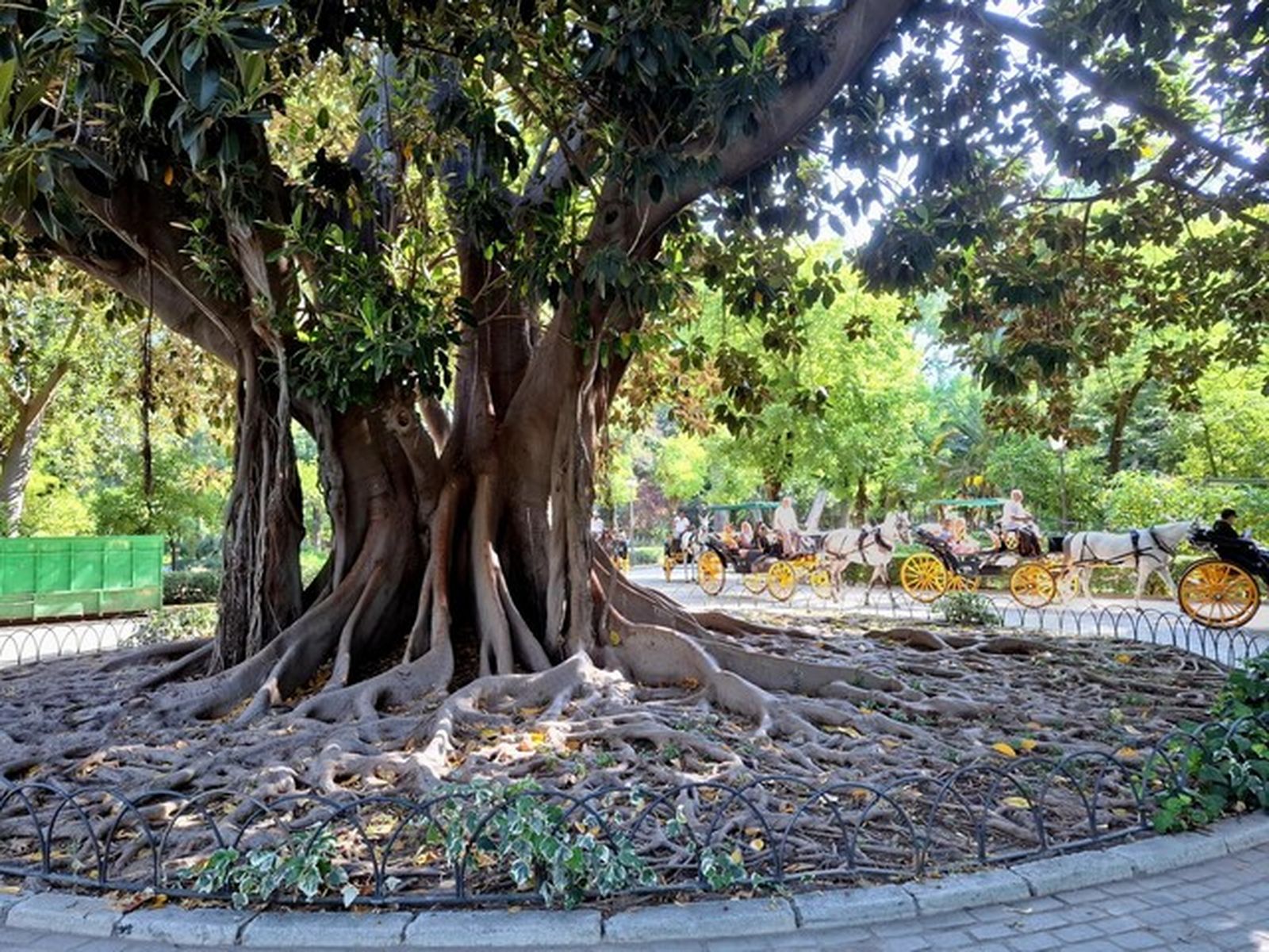 Gabriela Ortega y su ficus