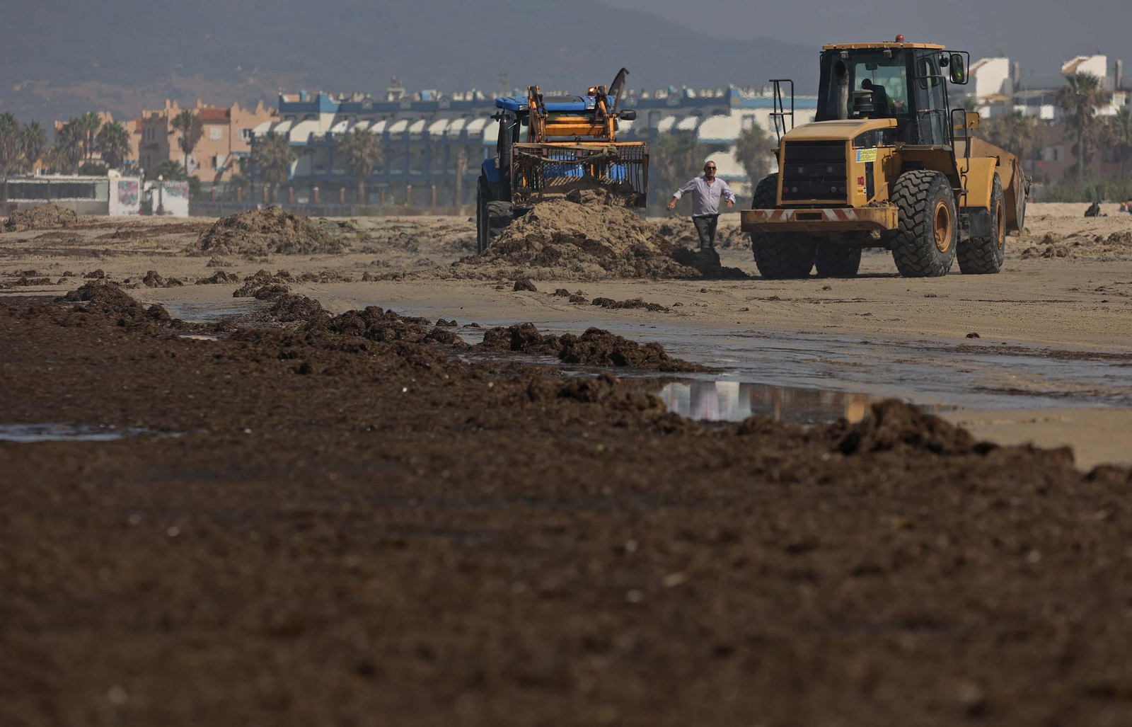 El alga invasora cubre de nuevo la playa de Los Lances en Tarifa