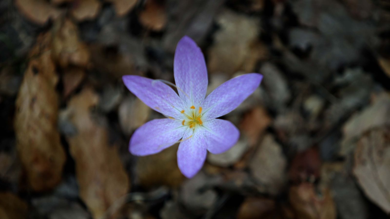 Las mejores fotos de San Carlos del Tiradero