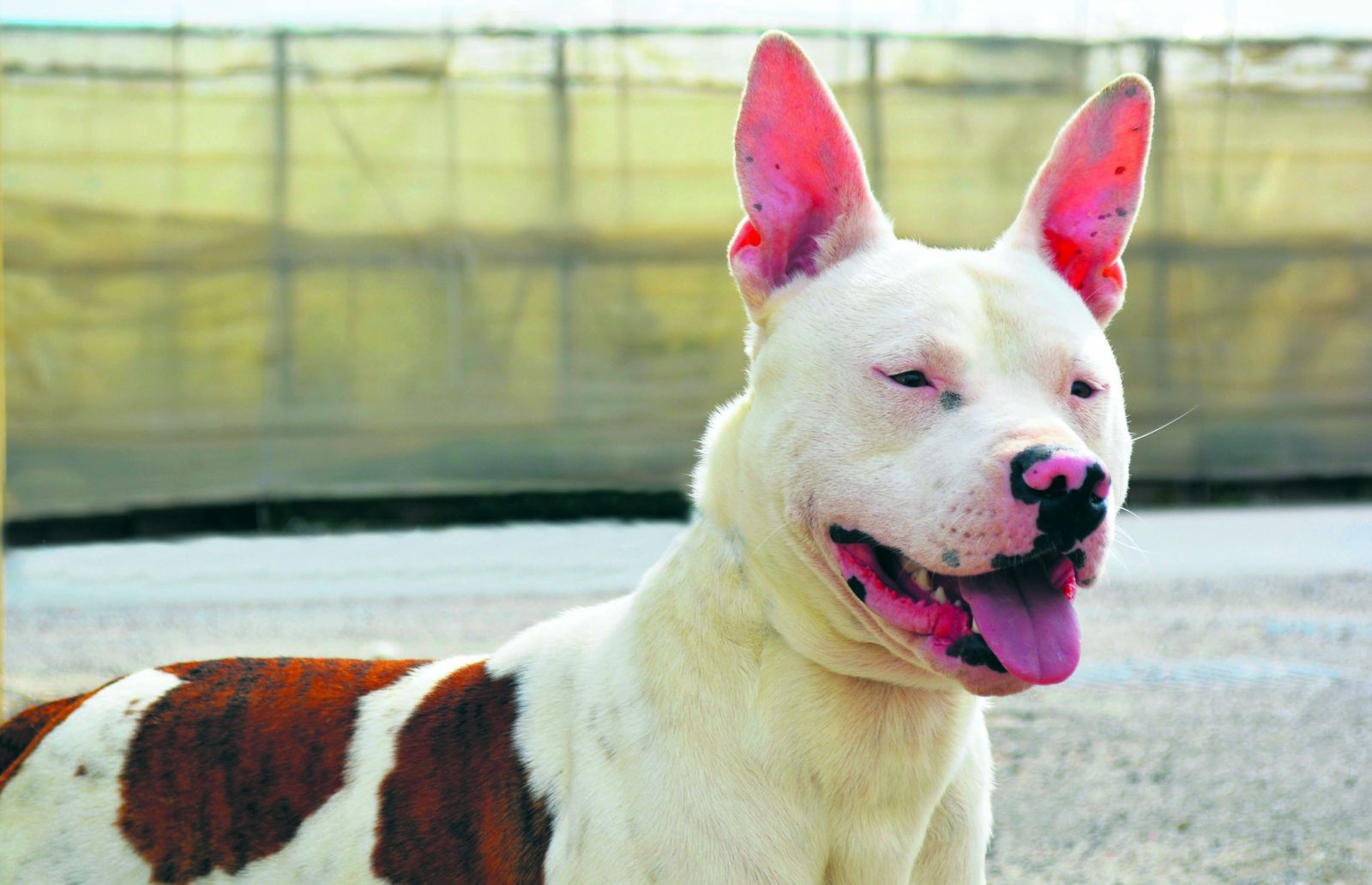 Dani, el primer perro de raza peligrosa en salir del 'corredor de la muerte'