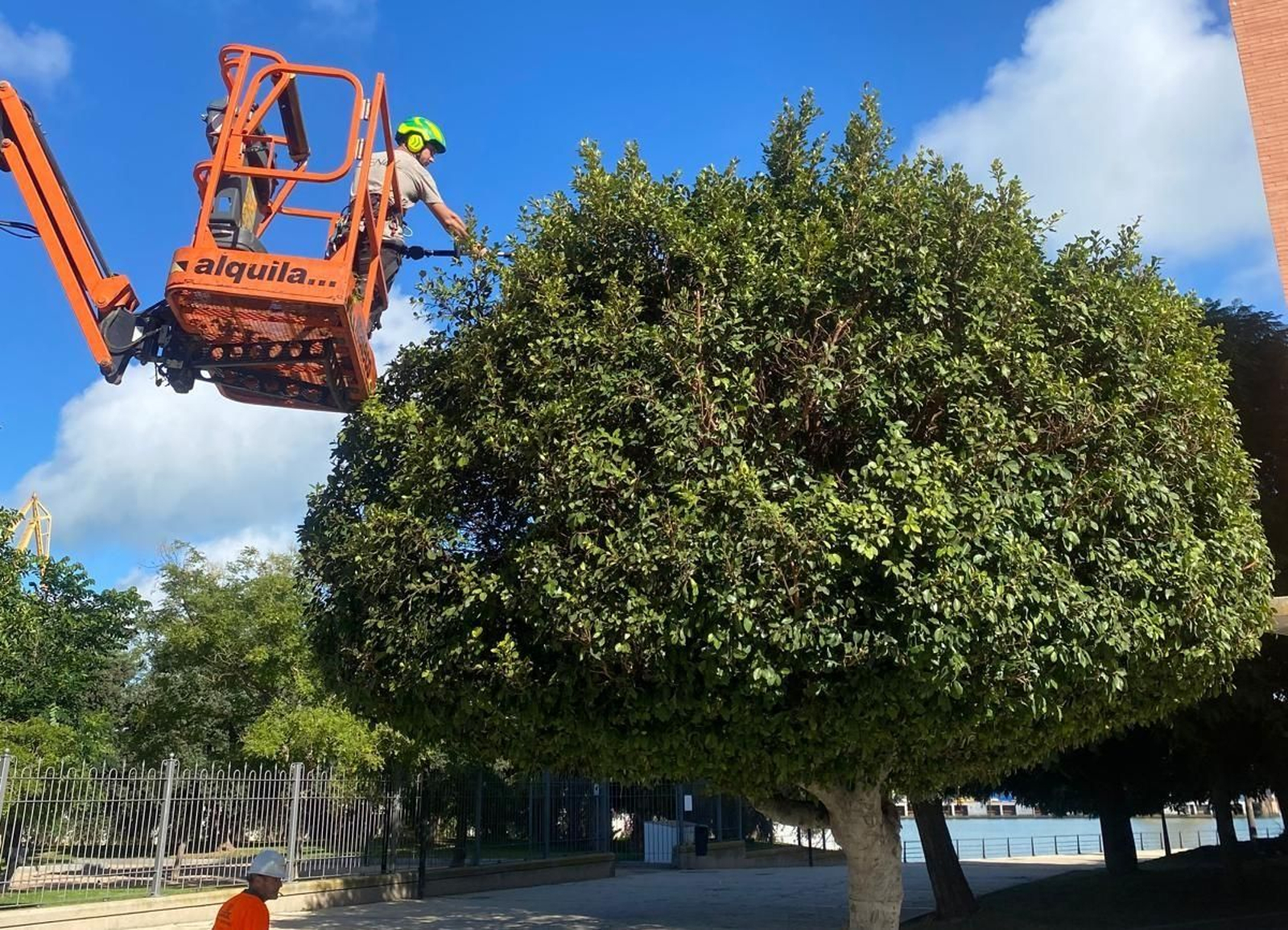 Revisión del arbolado de Cádiz junto al Parque Celestino Mutis.