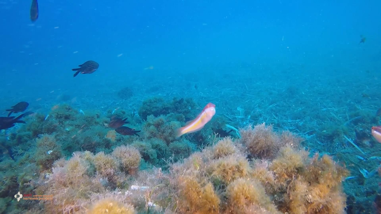 La doncella o julia (Coris julis) ‘baila’ en los fondos marinos.