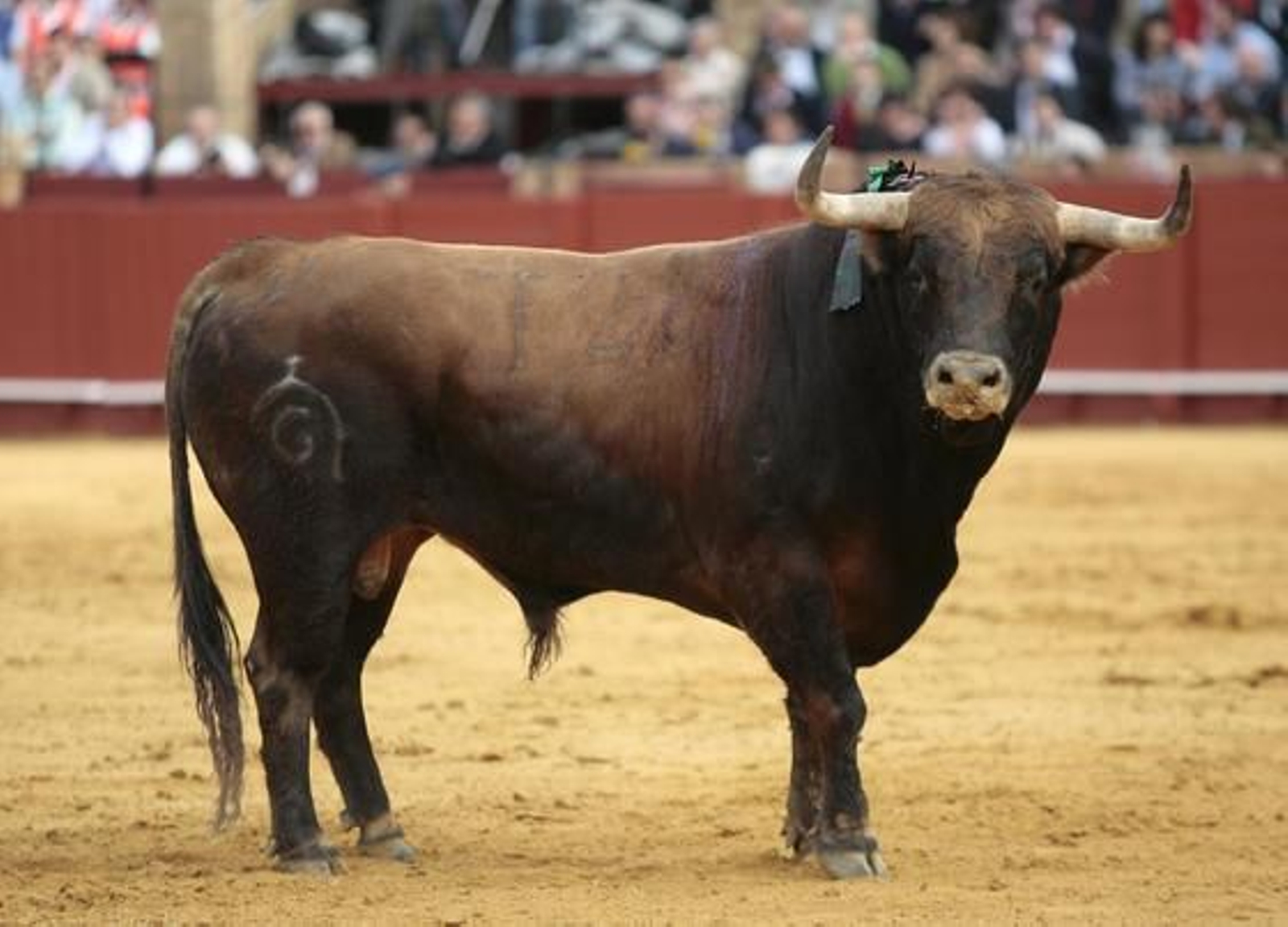 Uno de los astados de la ganadería de Fuente Ymbro

Foto: Juan Carlos Muñoz
