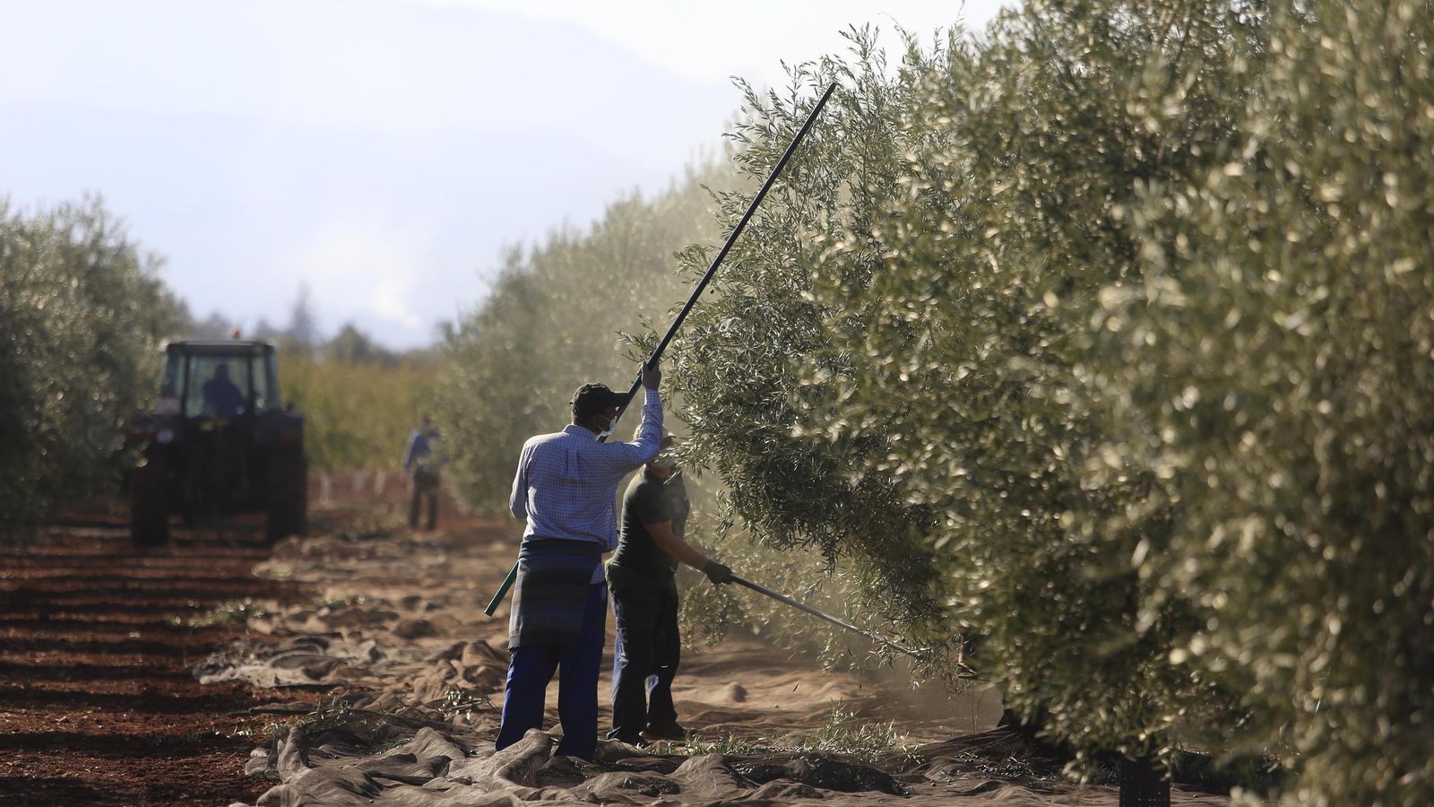 Dos trabajadores vareando los olivos de una finca
