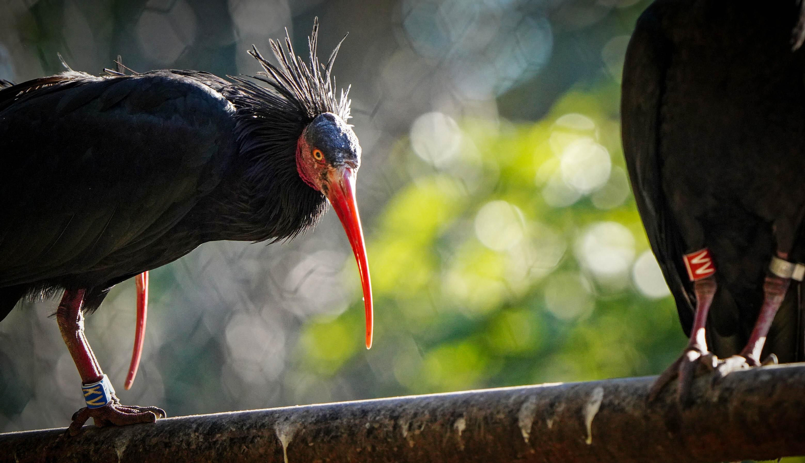 La especial mirada de los animales del Zoo de Jerez