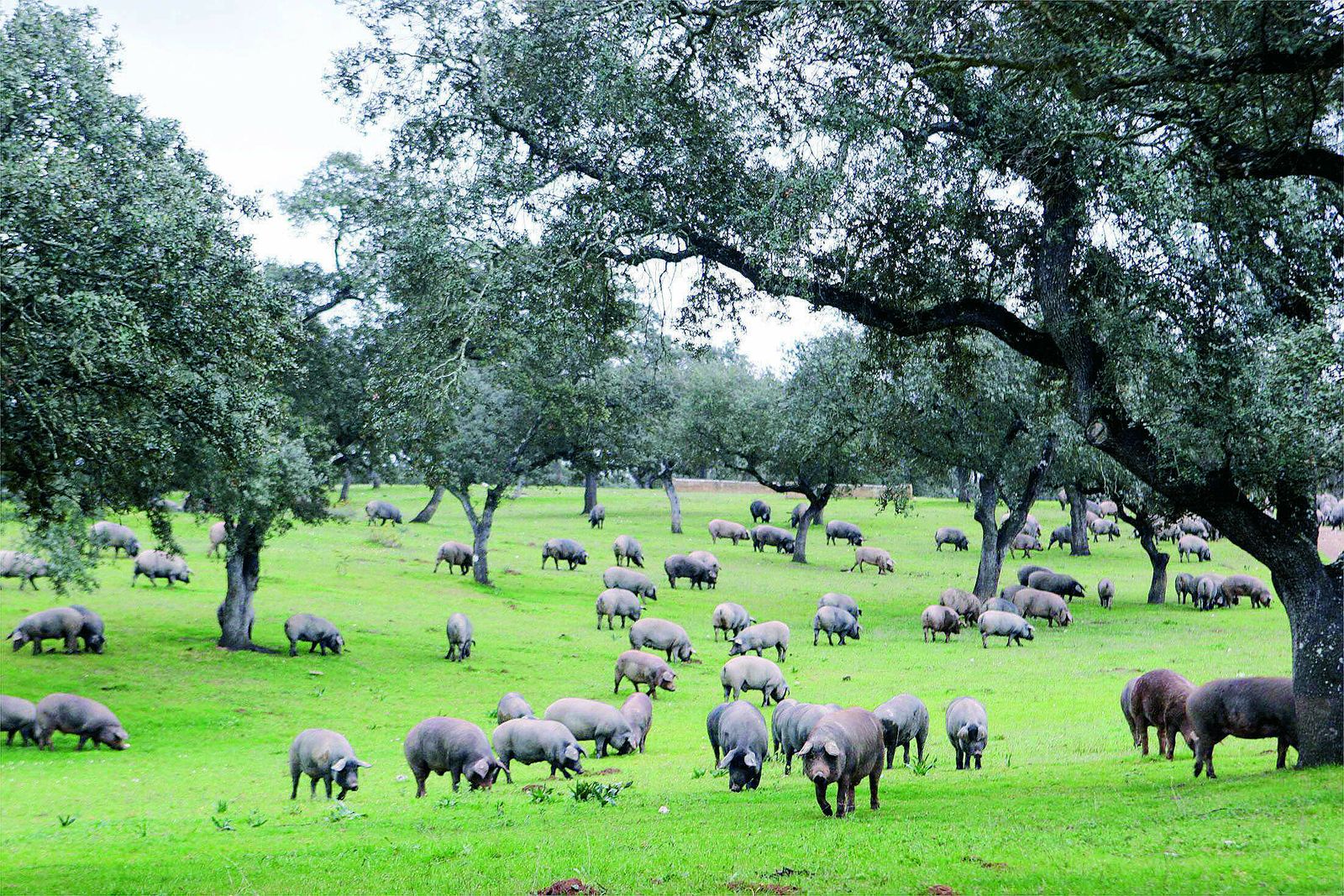 Una piara de cerdos busca bellotas en la dehesa.
