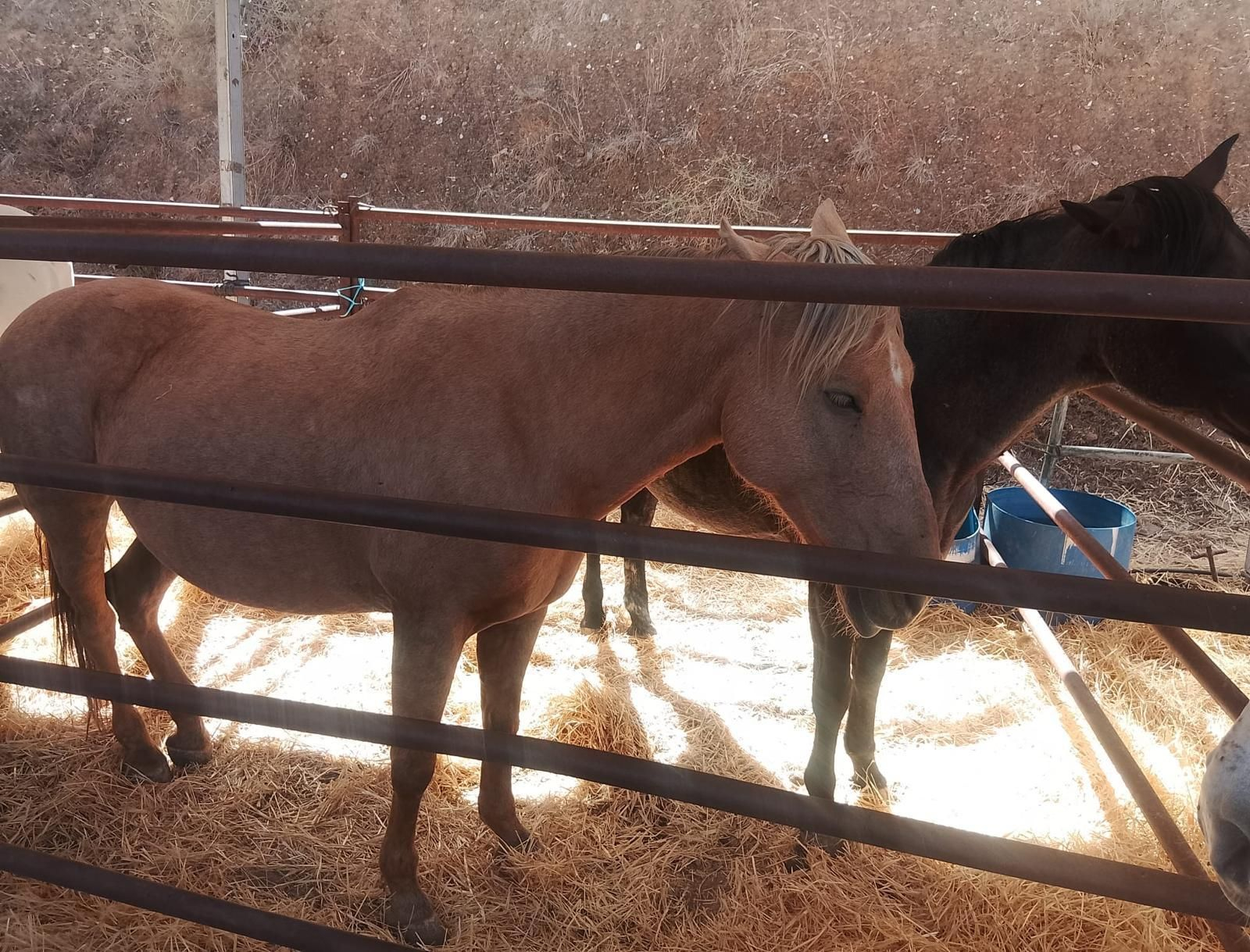 Así se ha vivido la II Feria Equina de Abla