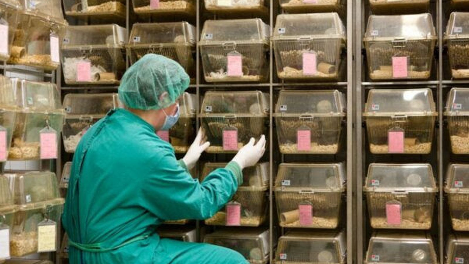 El estudio se ha realizado en roedores.