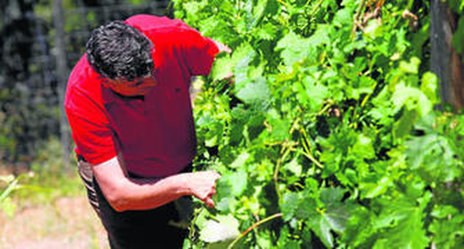 El sevillano José Luis Becerra inspecciona la calidad de la plantación, ubicada en uno de los puntos más elevados de la provincia de Huelva.