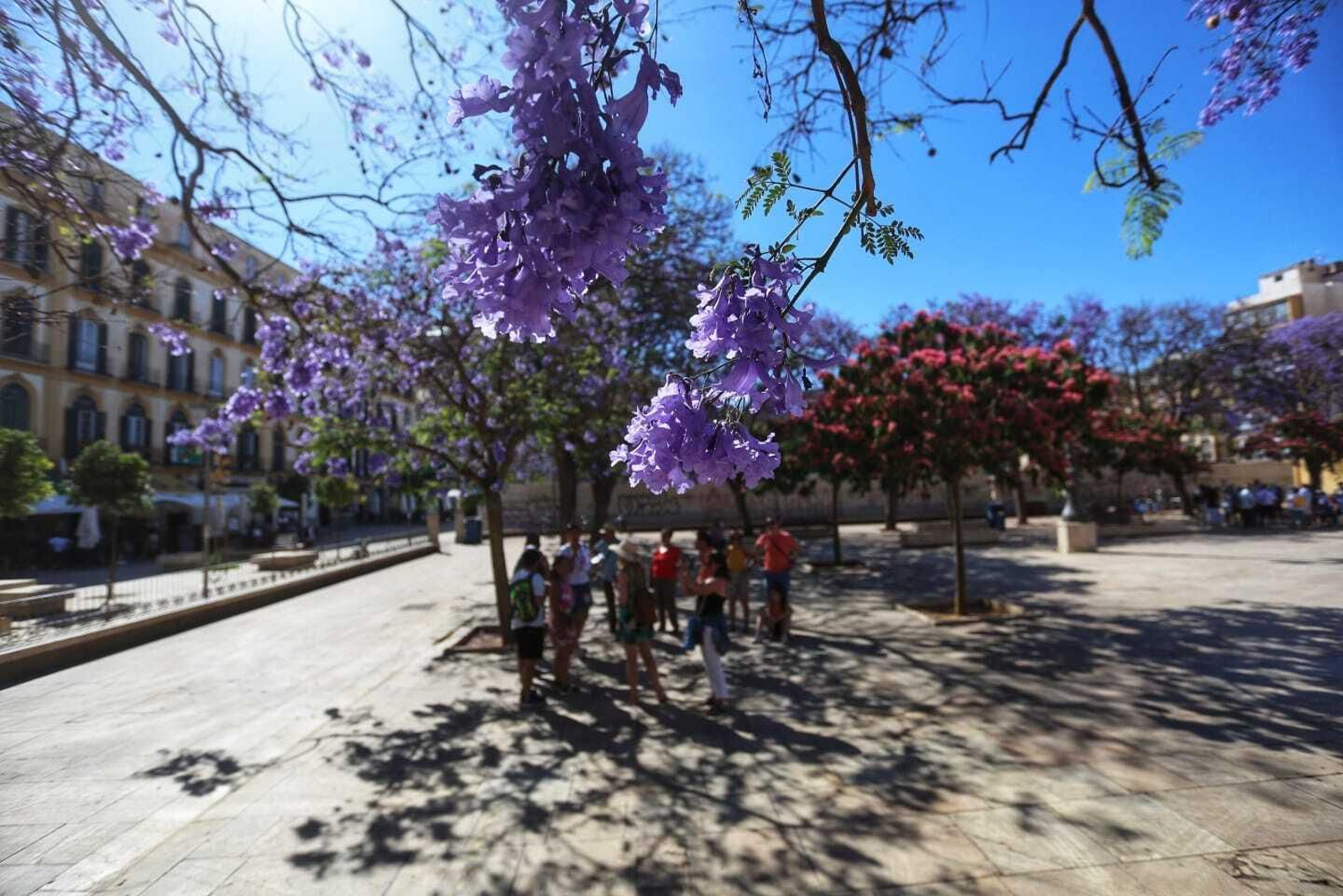 Jacaranda Jacaranda