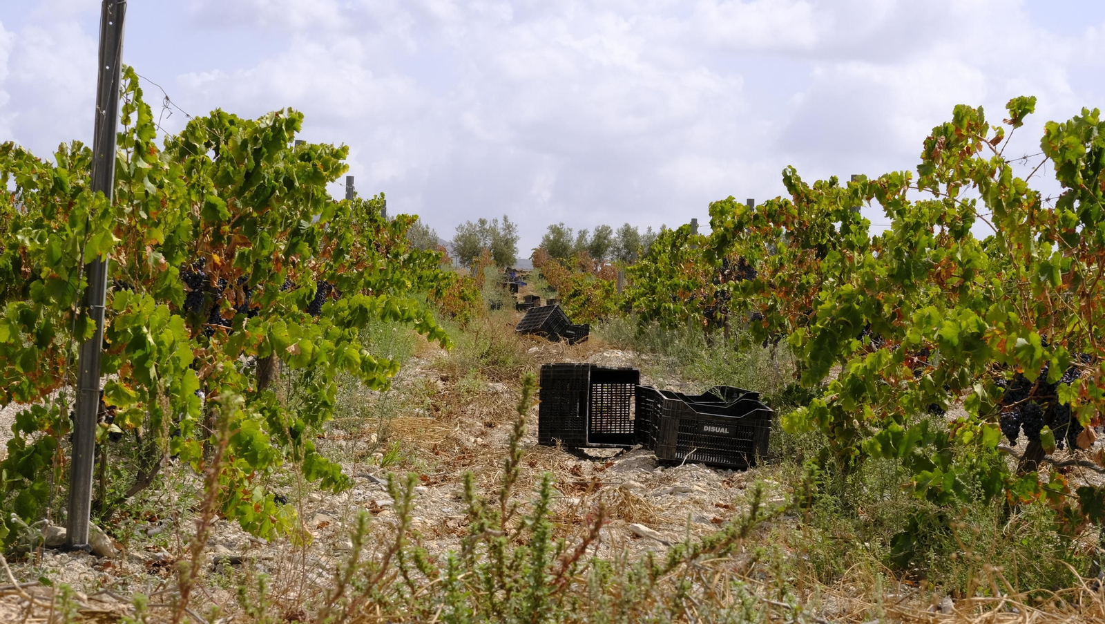 Llega la vendimia a las Bodegas Perfer, en Uleila del Campo