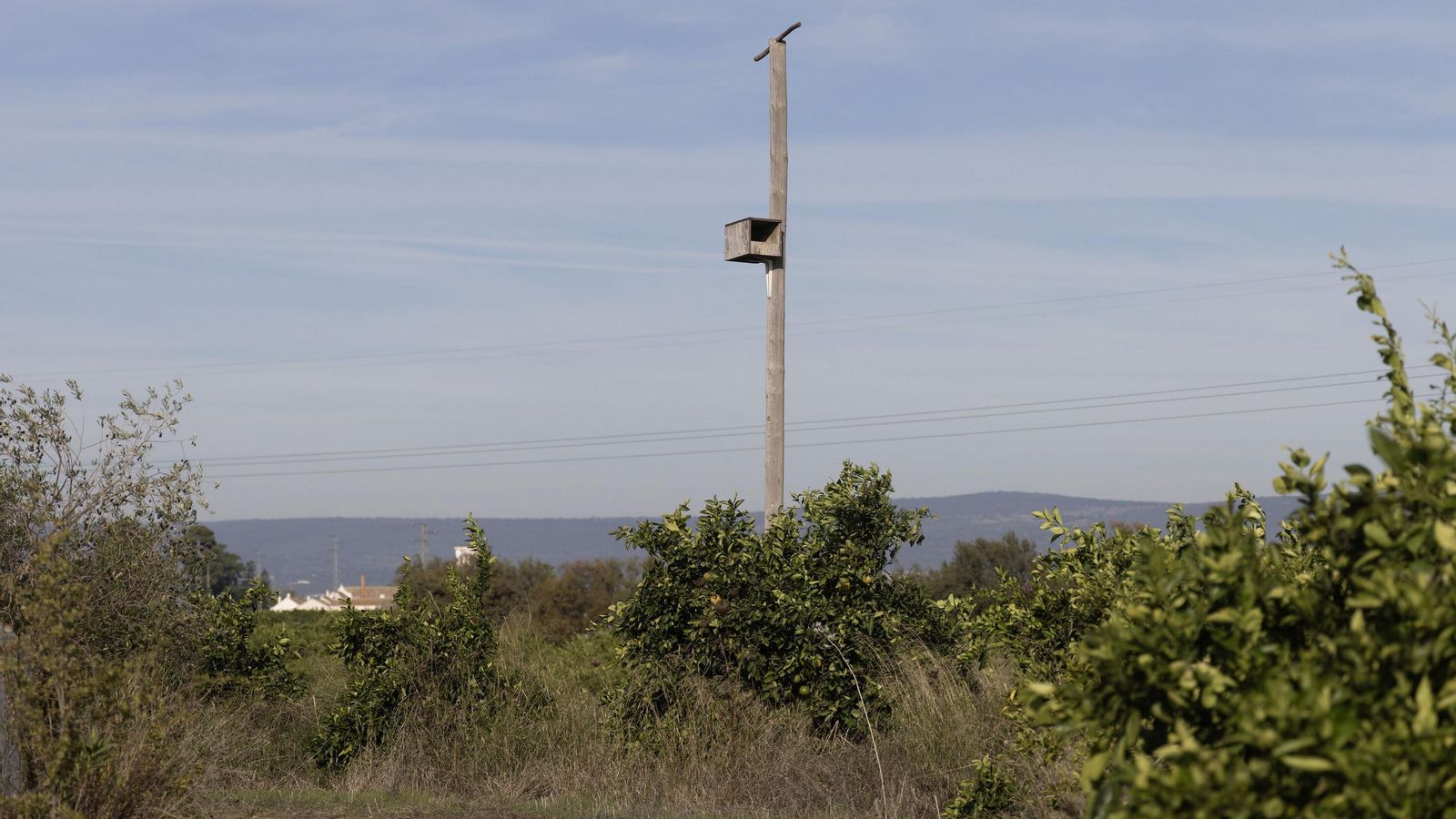 Posadores hechos  para las aves rapaces