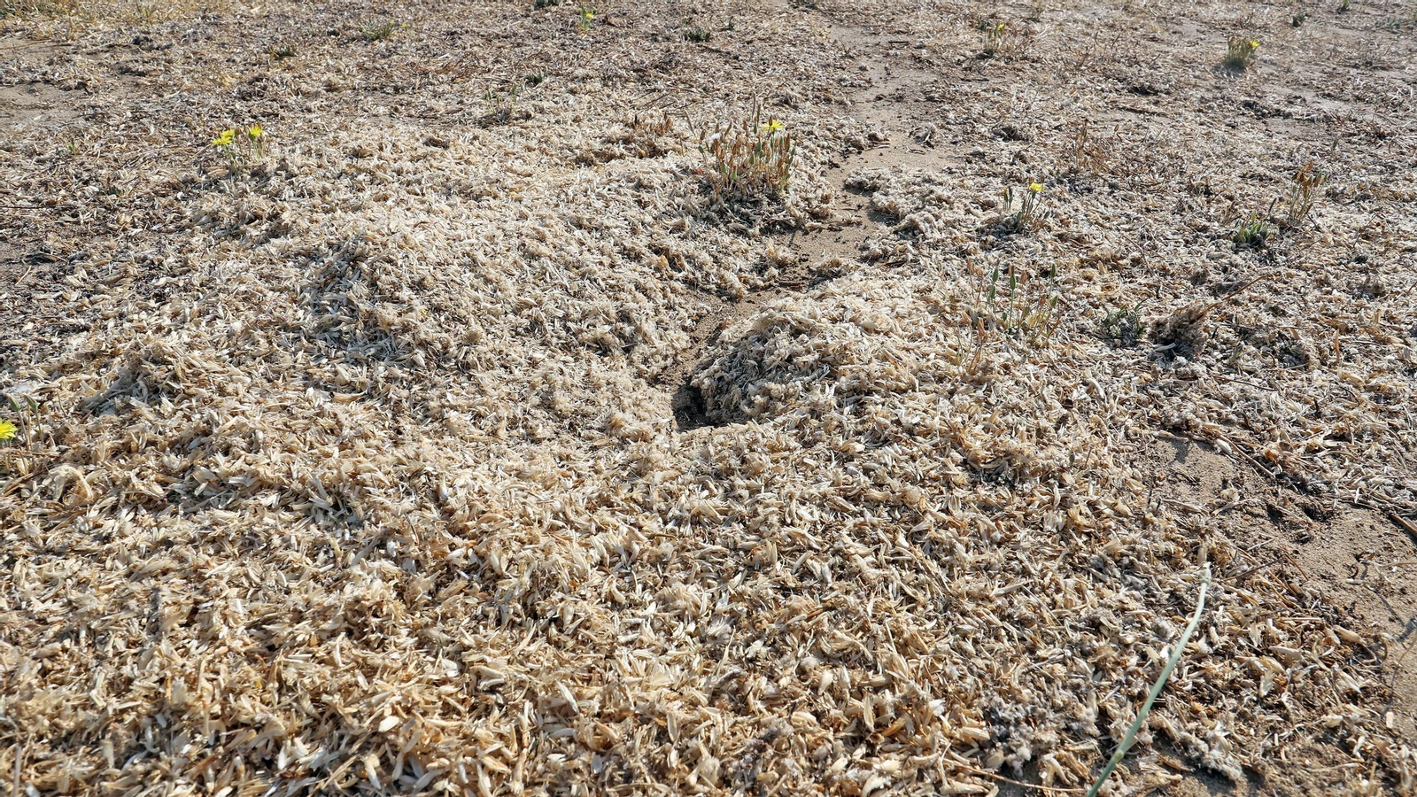 Este es el estado en que se encuentra la Pradera de Chapín en Jerez